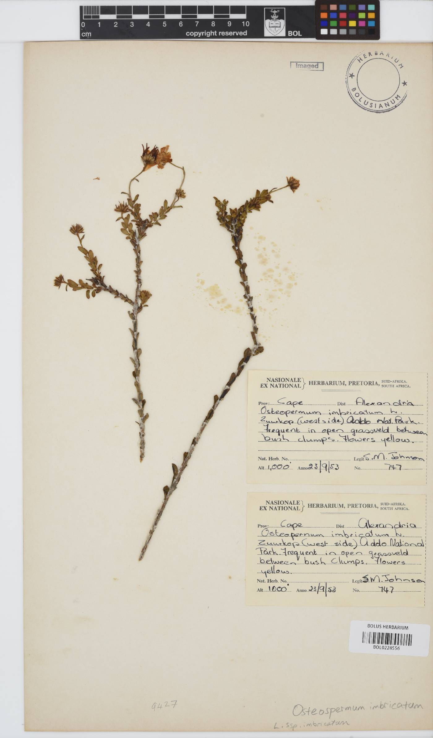 Osteospermum imbricatum subsp. imbricatum image