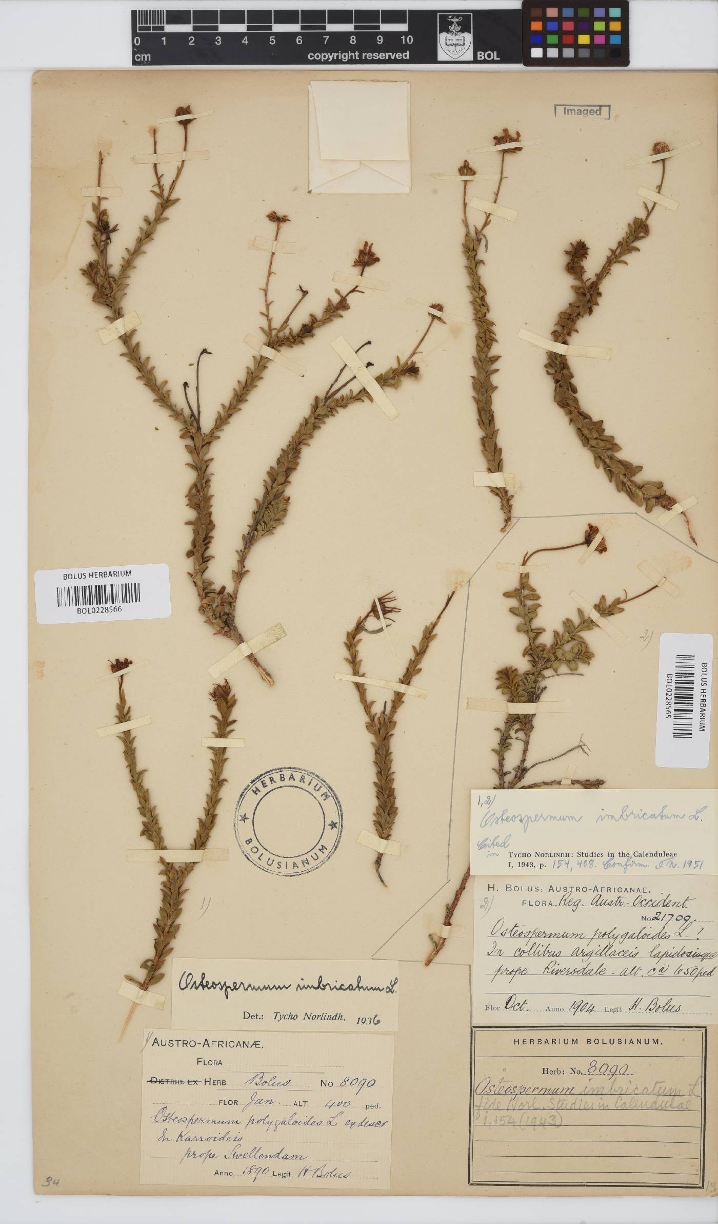 Osteospermum imbricatum subsp. imbricatum image