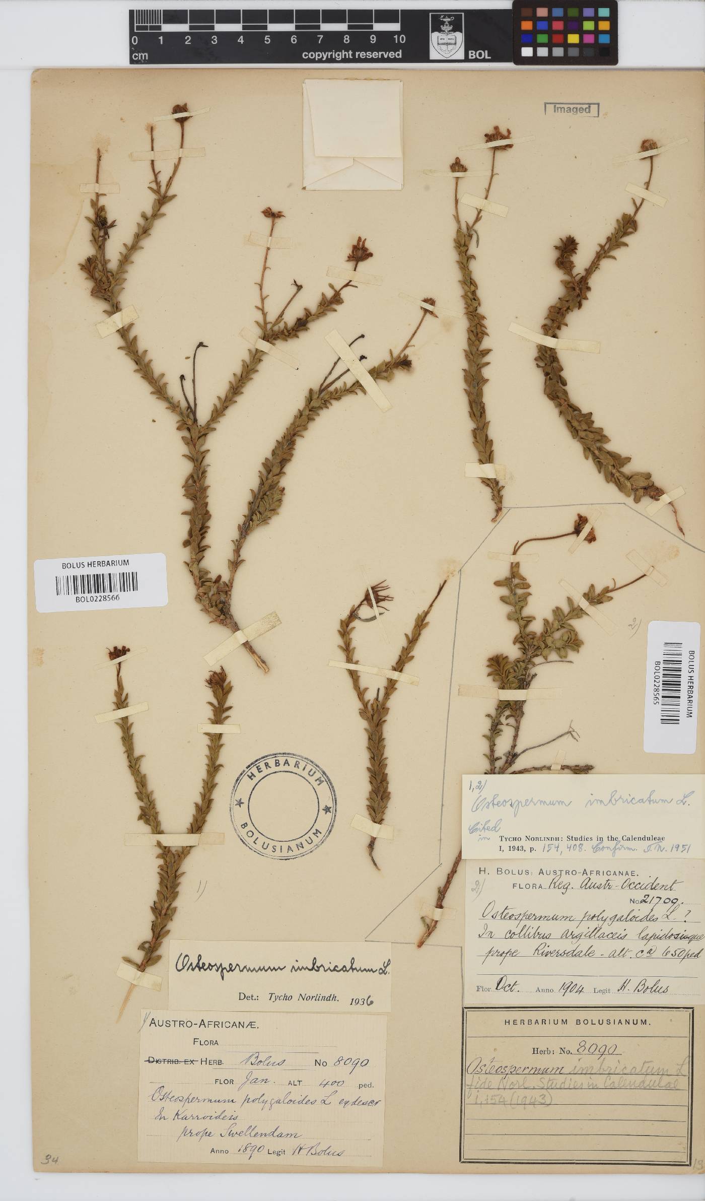 Osteospermum imbricatum subsp. imbricatum image