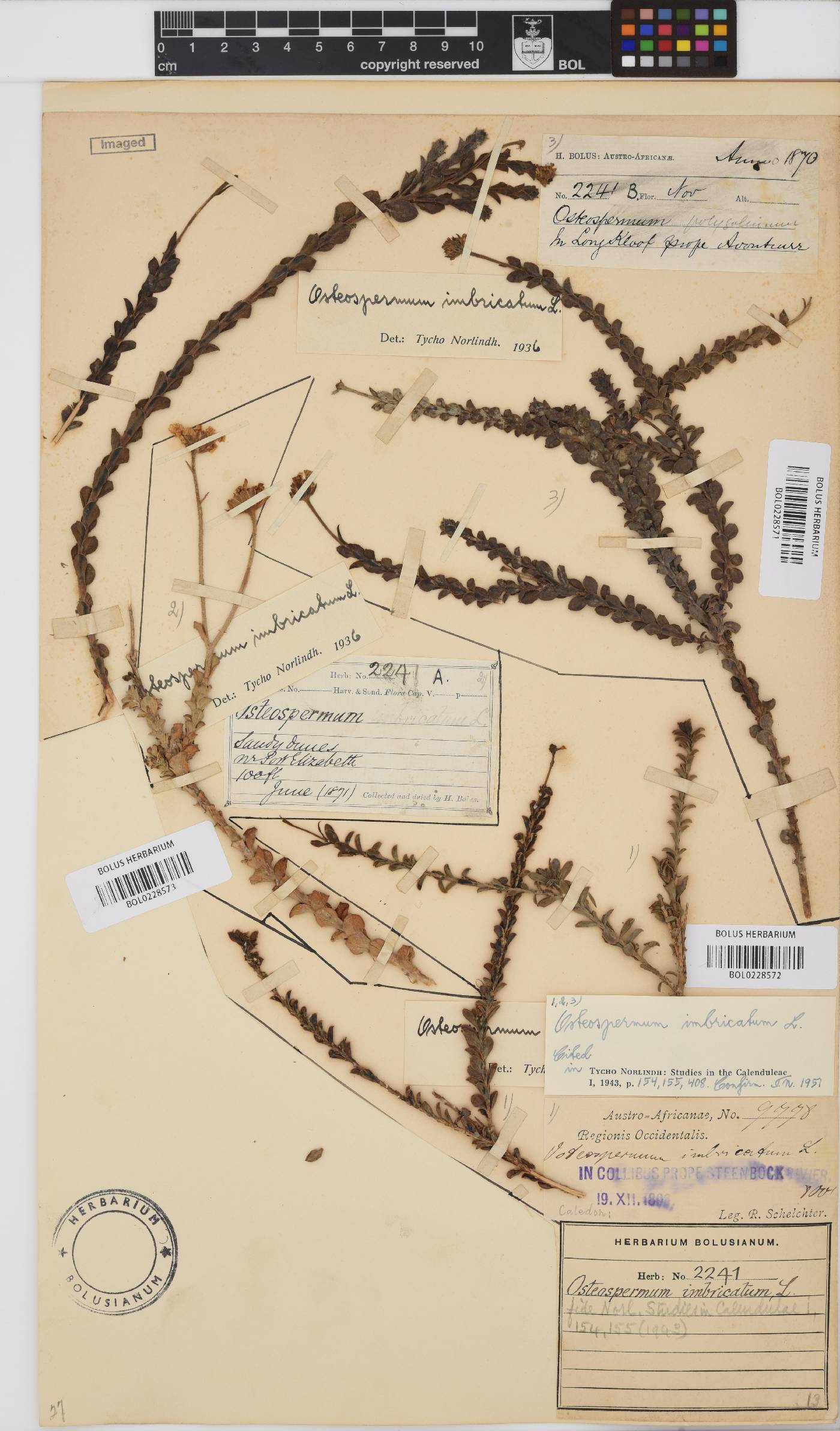 Osteospermum imbricatum subsp. imbricatum image