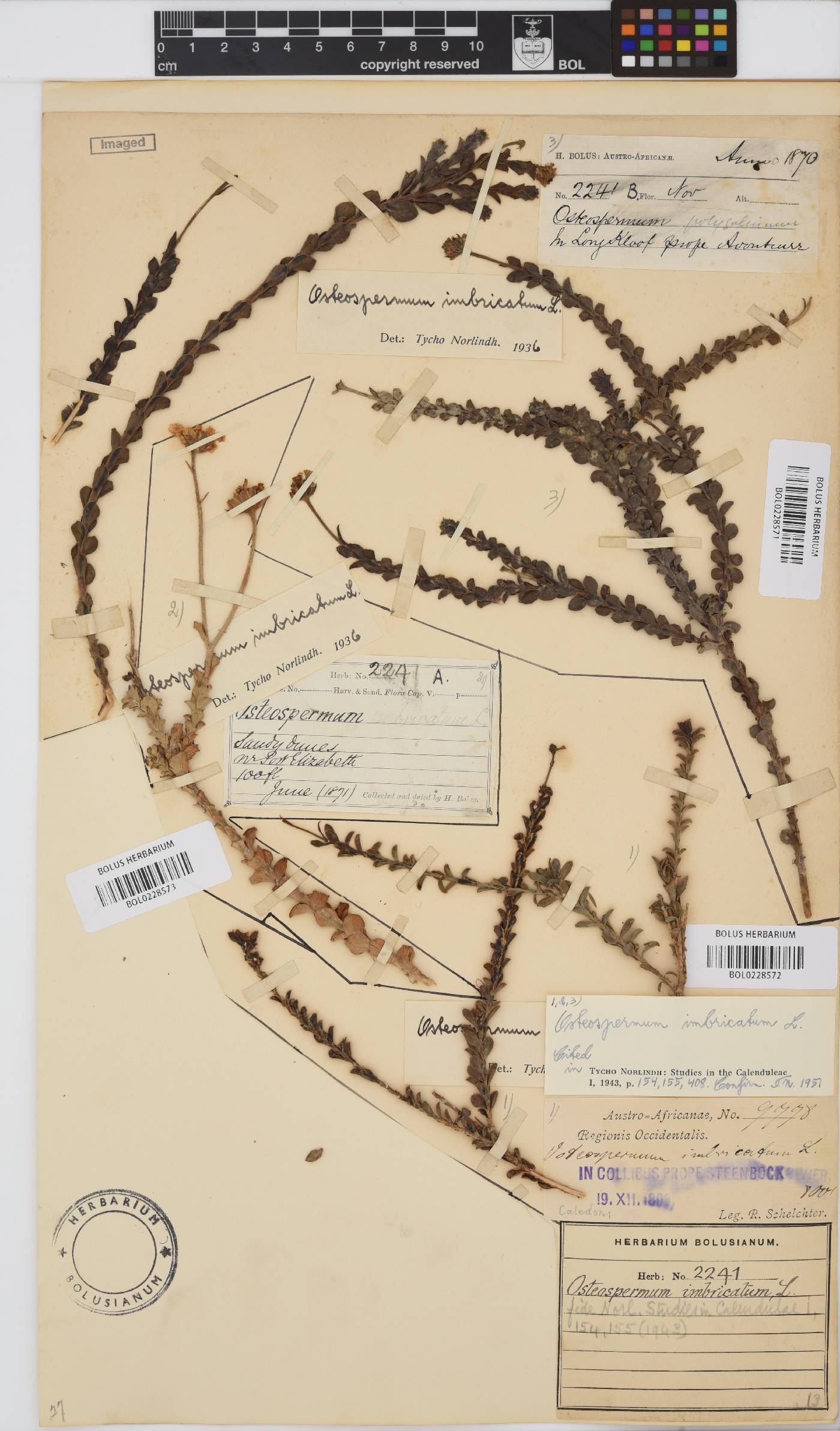 Osteospermum imbricatum subsp. imbricatum image