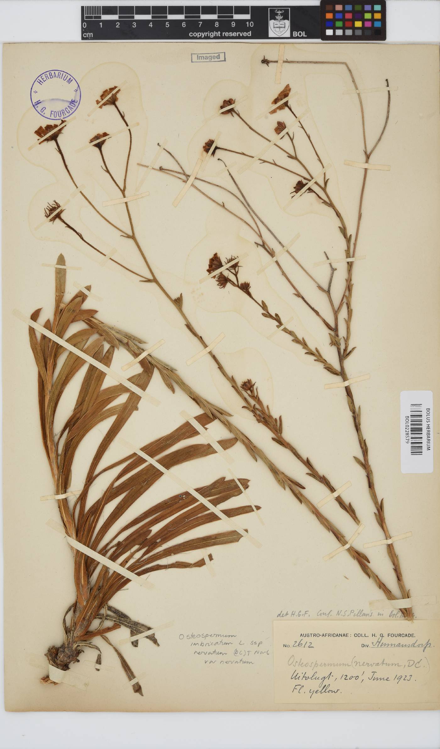 Osteospermum imbricatum image