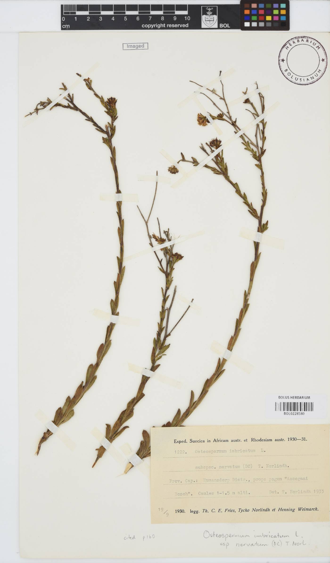 Osteospermum imbricatum subsp. nervatum image