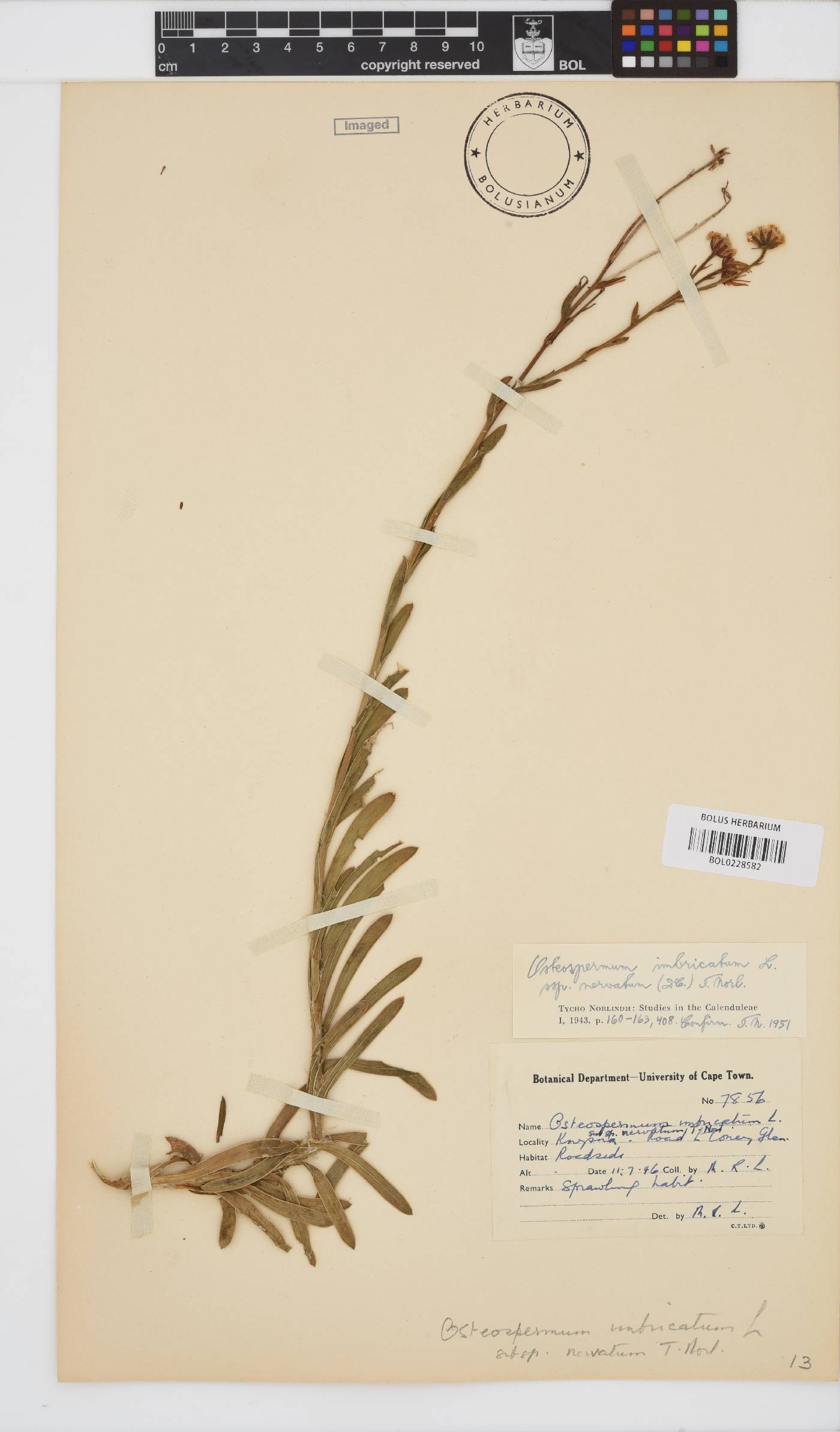 Osteospermum imbricatum subsp. nervatum image
