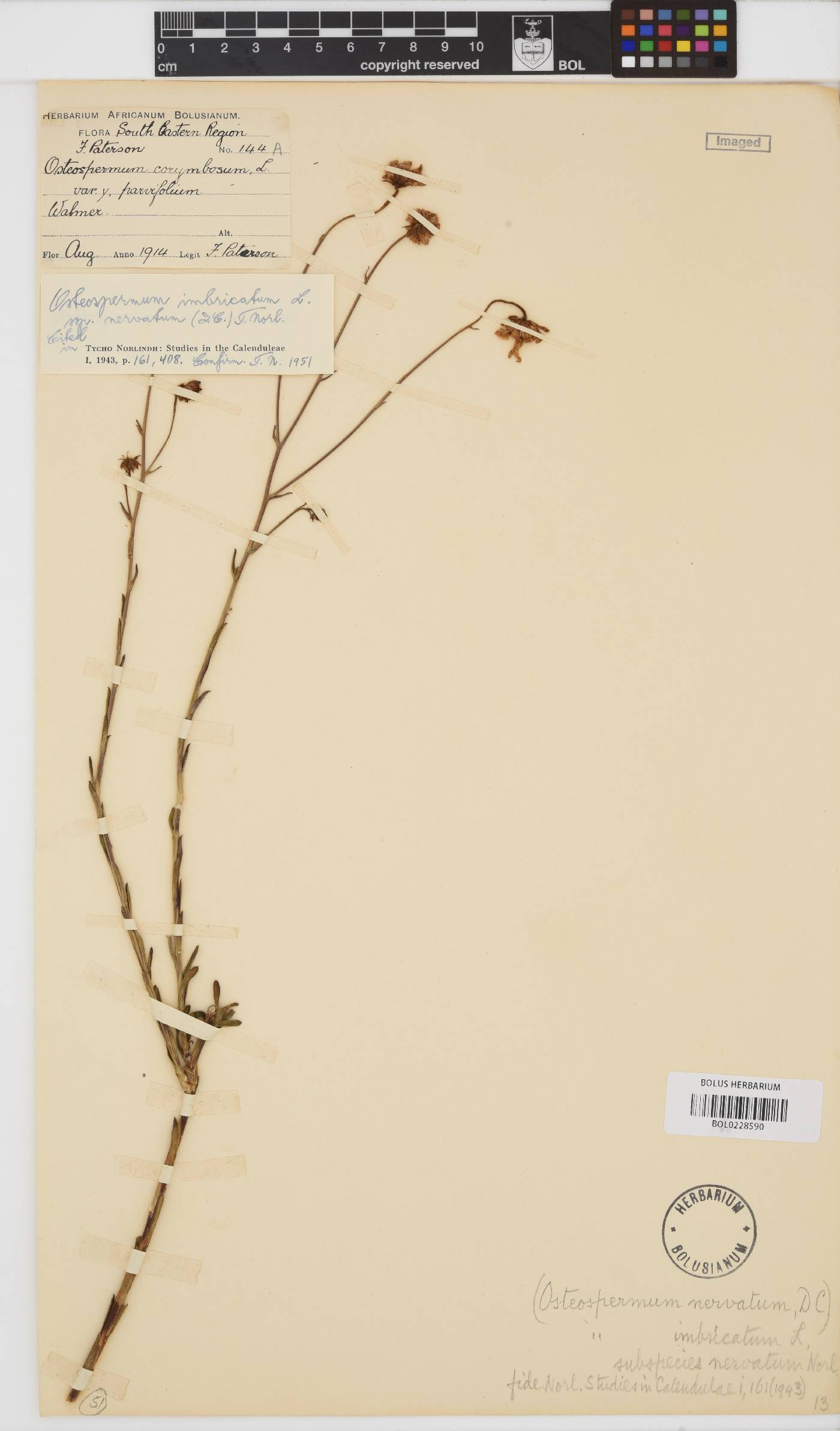 Osteospermum imbricatum subsp. nervatum image
