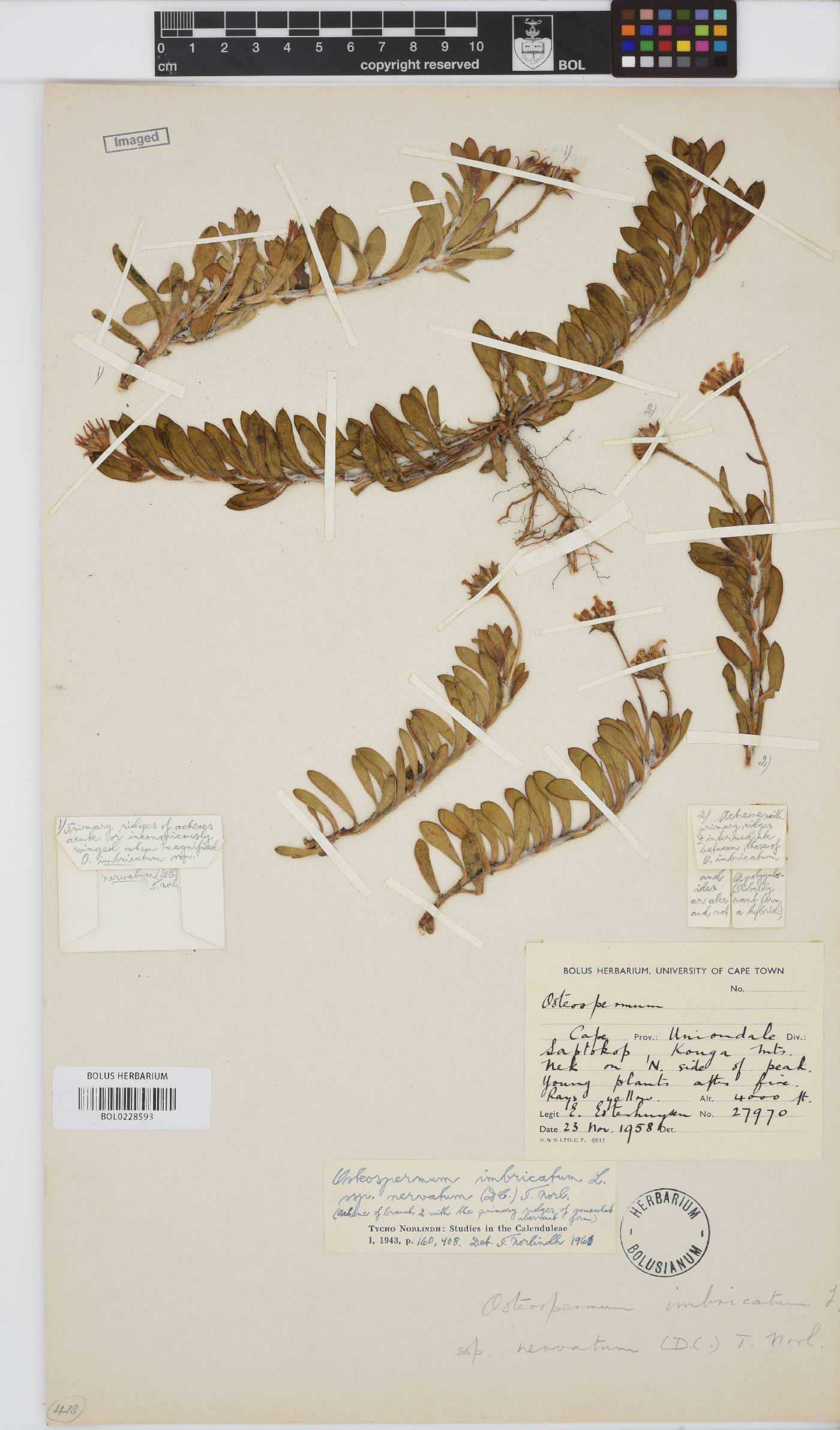 Osteospermum imbricatum image