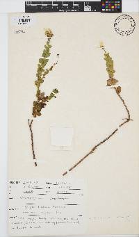 Image of Osteospermum rotundifolium