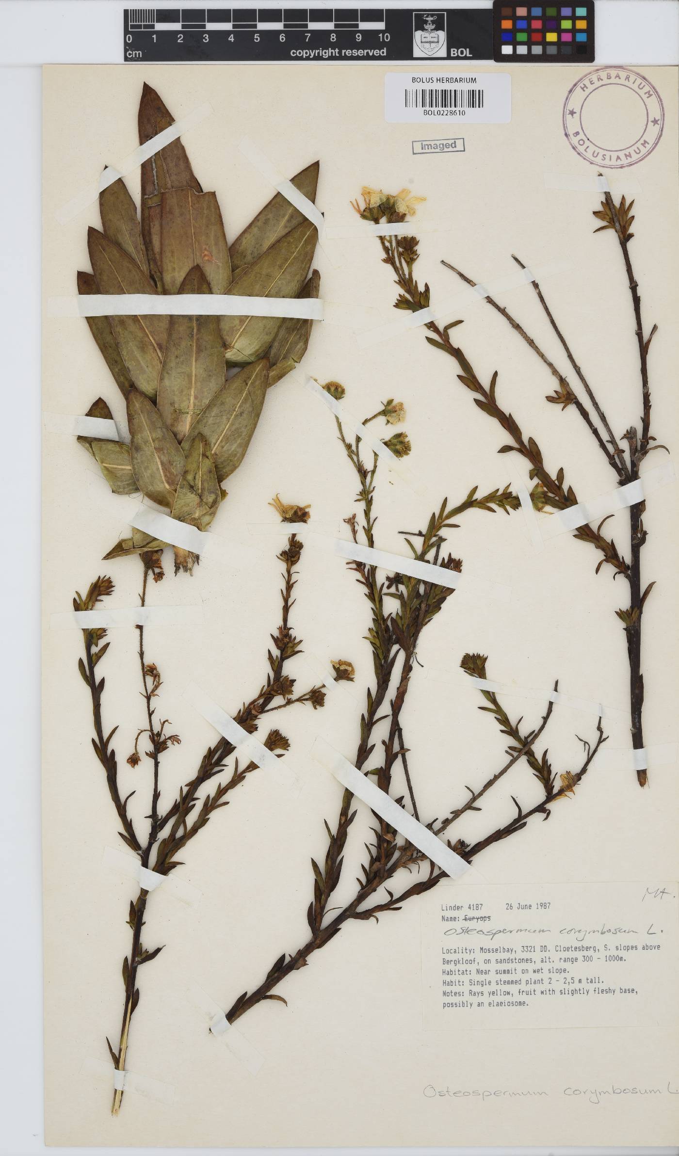 Osteospermum corymbosum image