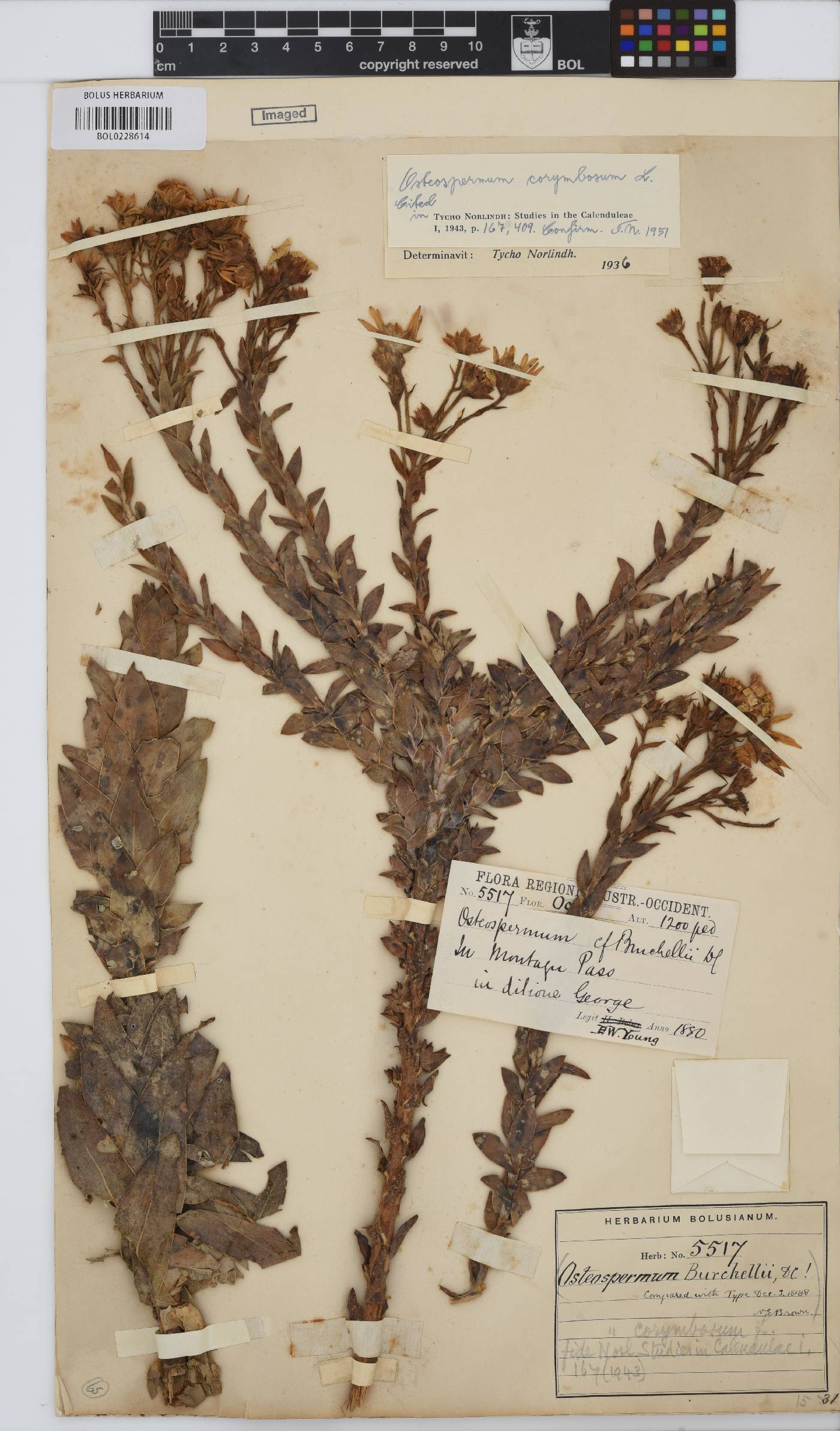 Osteospermum corymbosum image