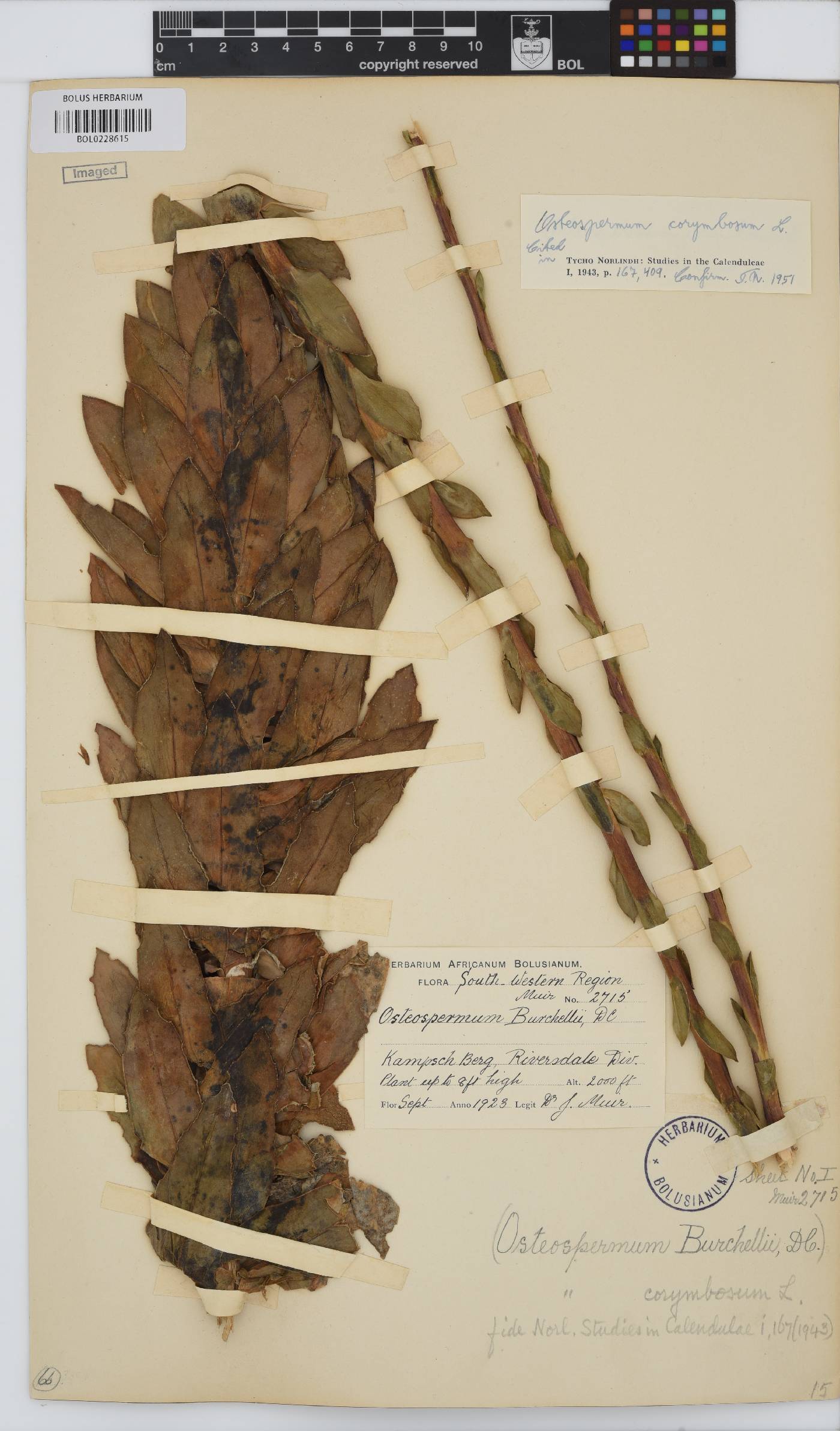 Osteospermum corymbosum image