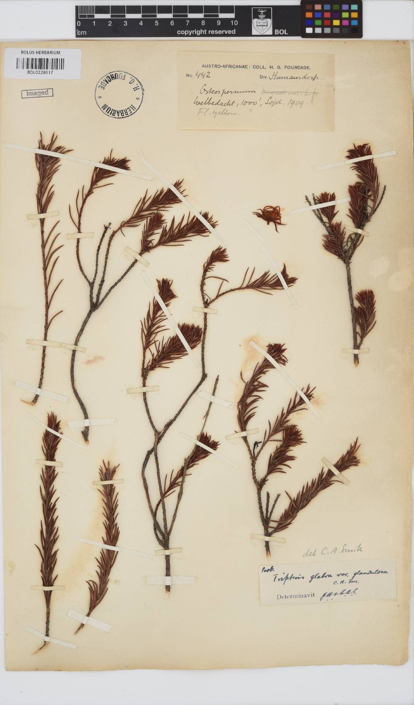 Osteospermum corymbosum image