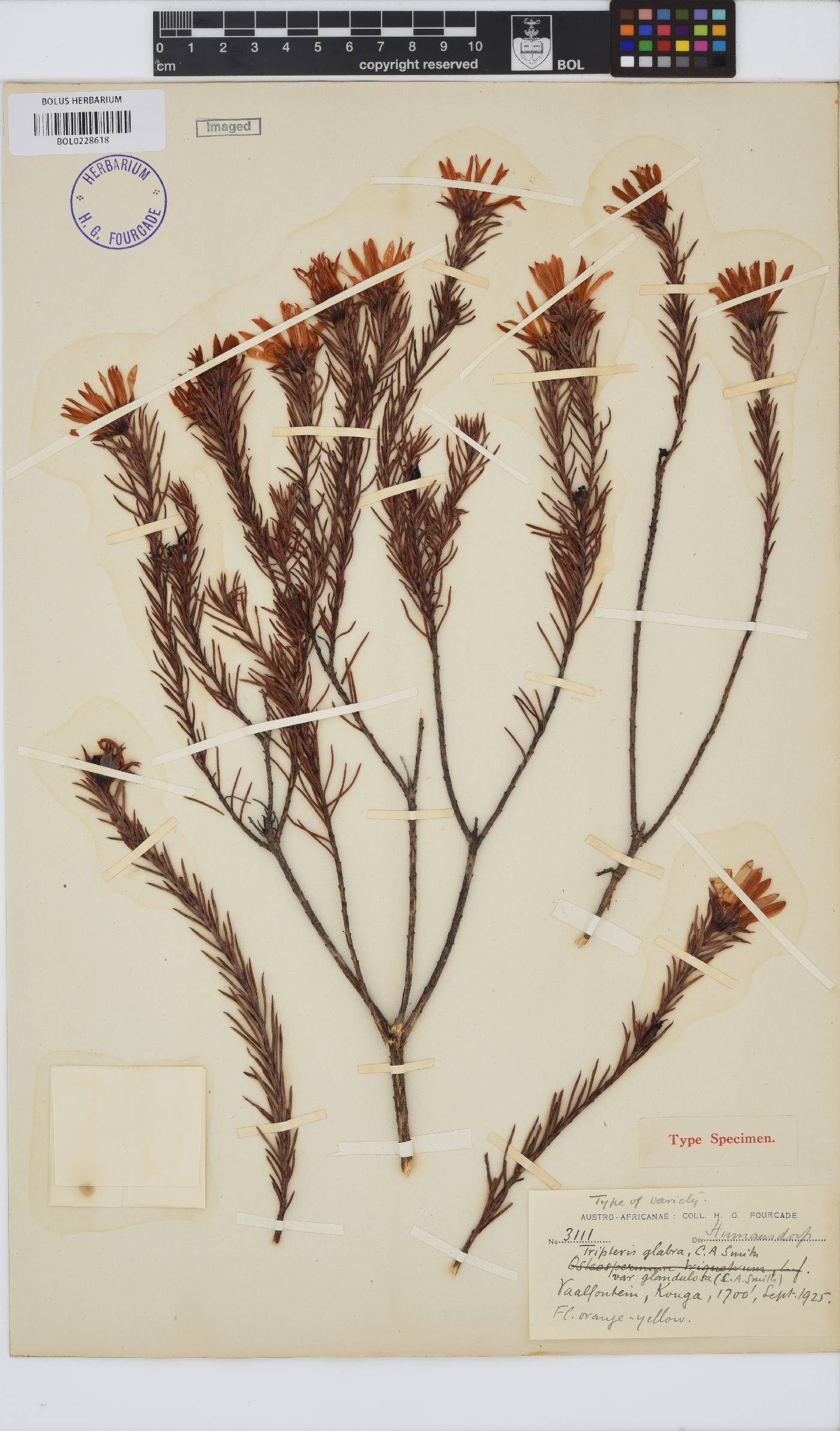 Osteospermum corymbosum image