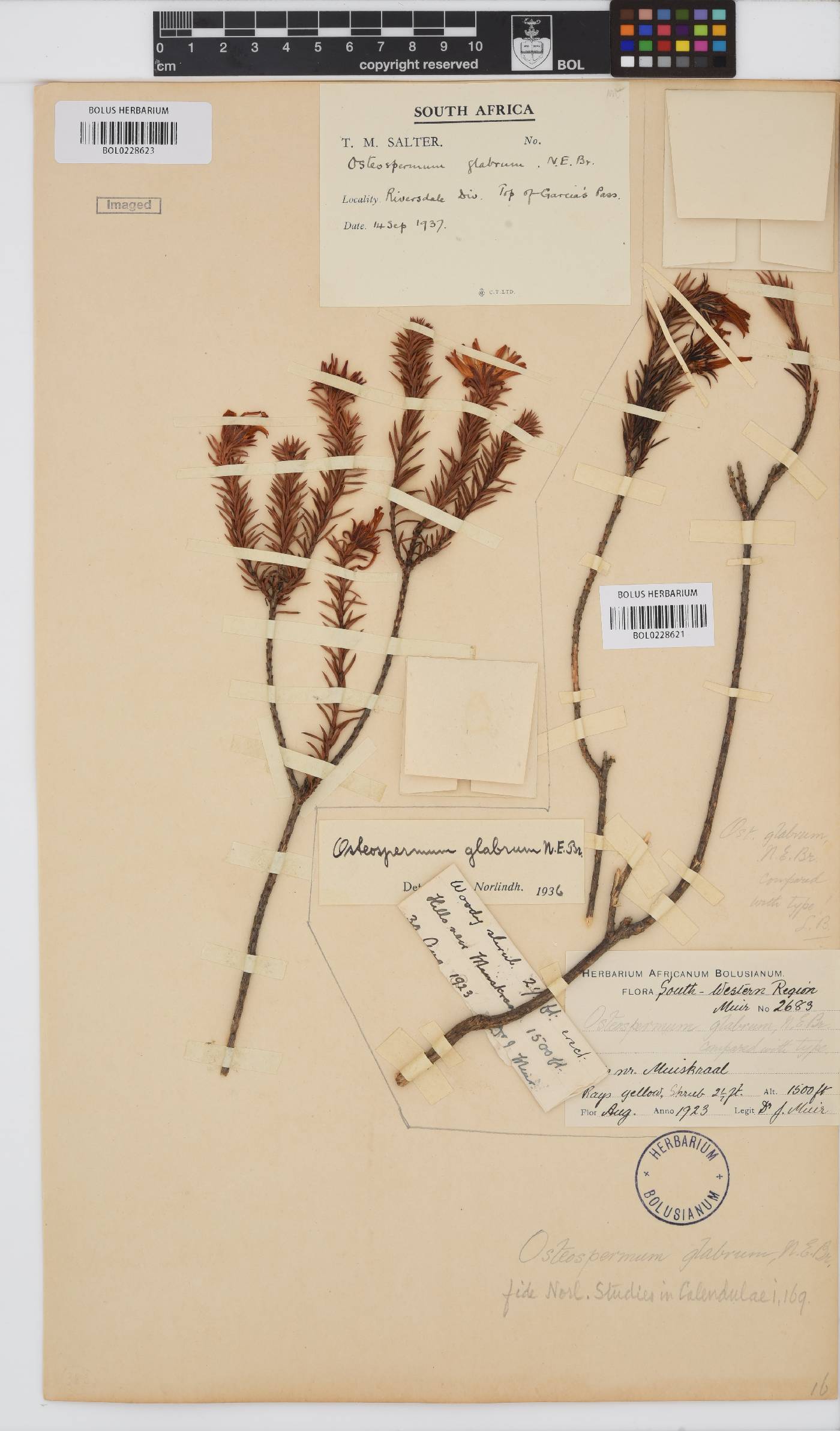 Osteospermum corymbosum image