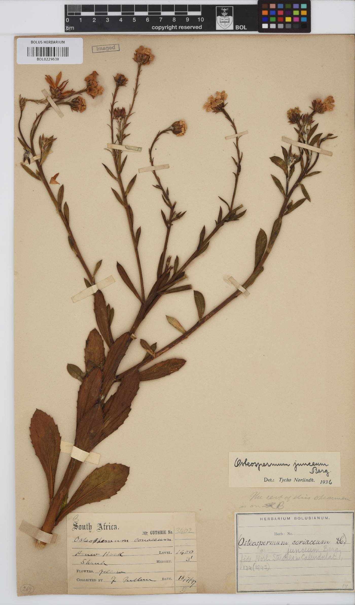 Osteospermum junceum image