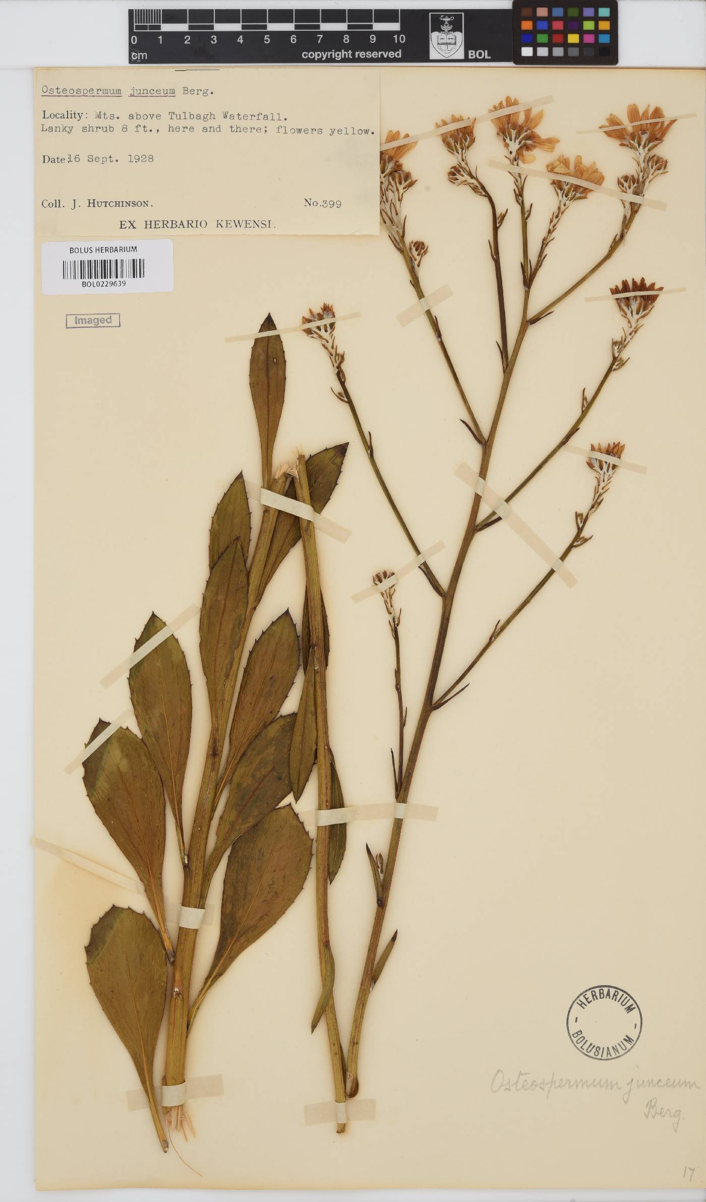 Osteospermum junceum image