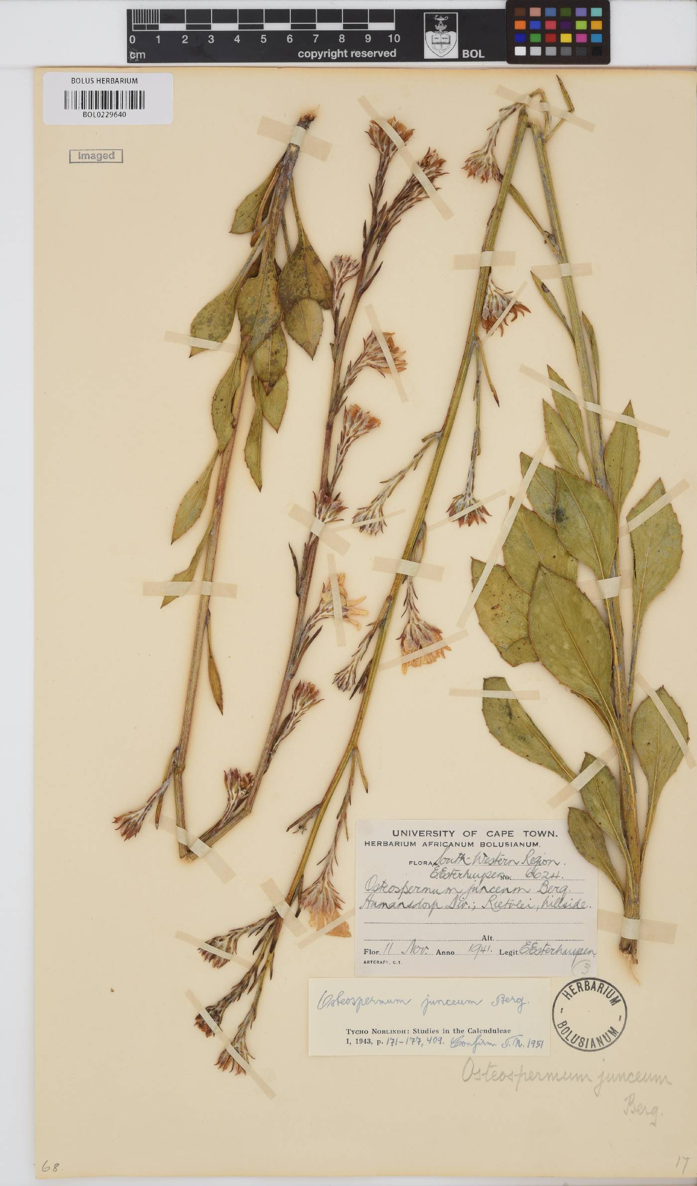 Osteospermum junceum image