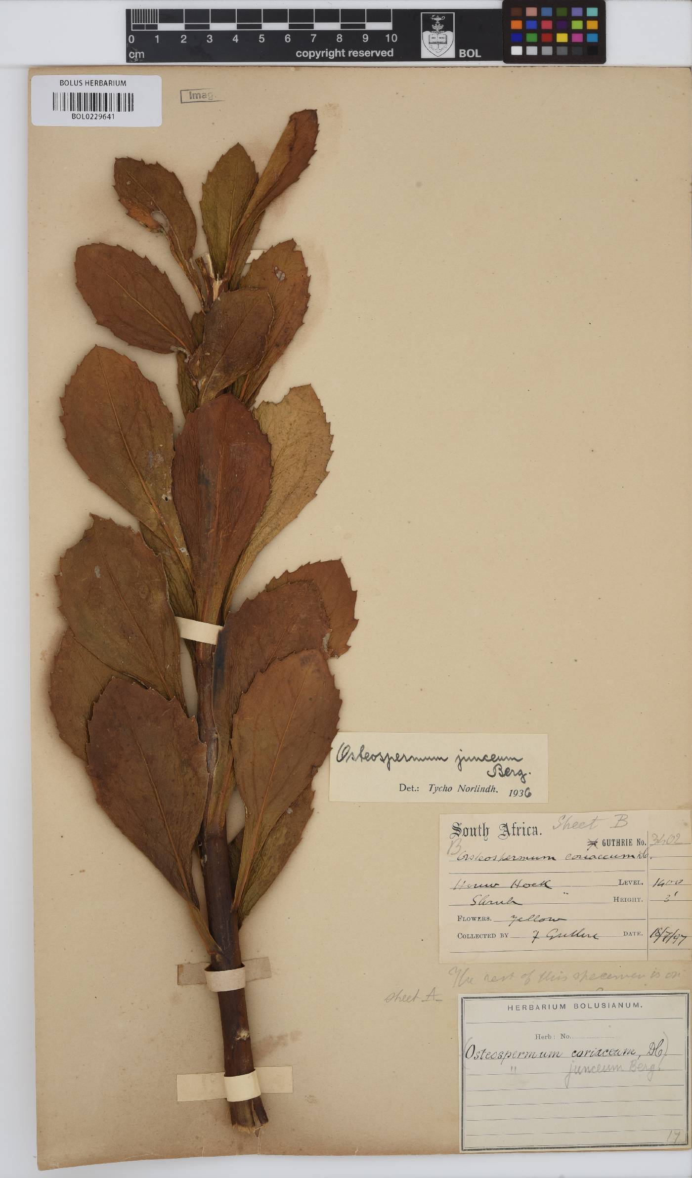 Osteospermum junceum image