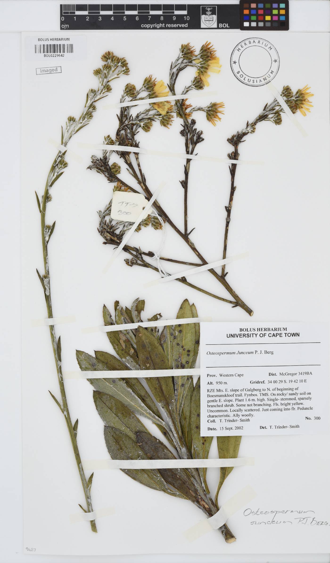 Osteospermum junceum image