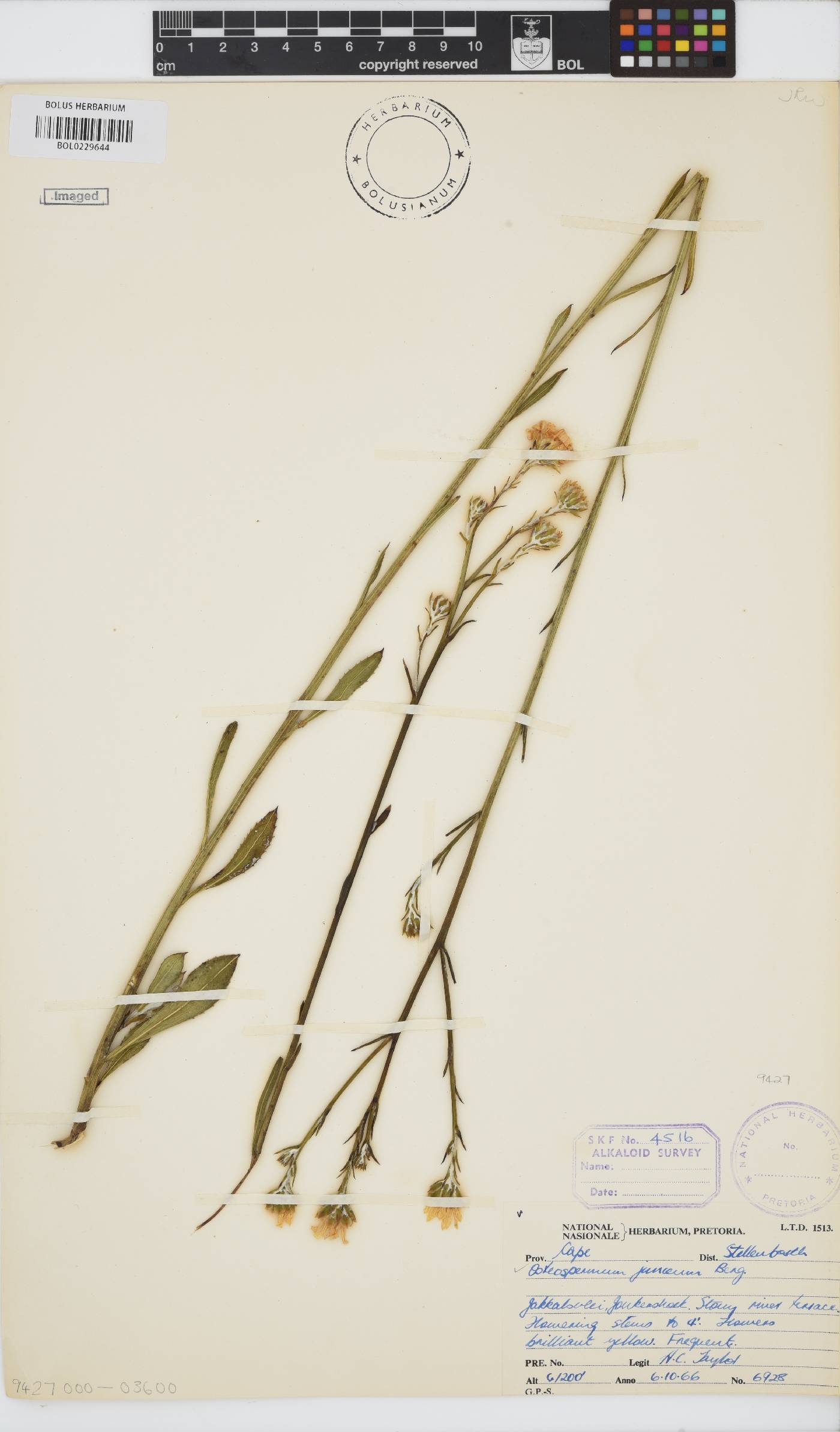 Osteospermum junceum image