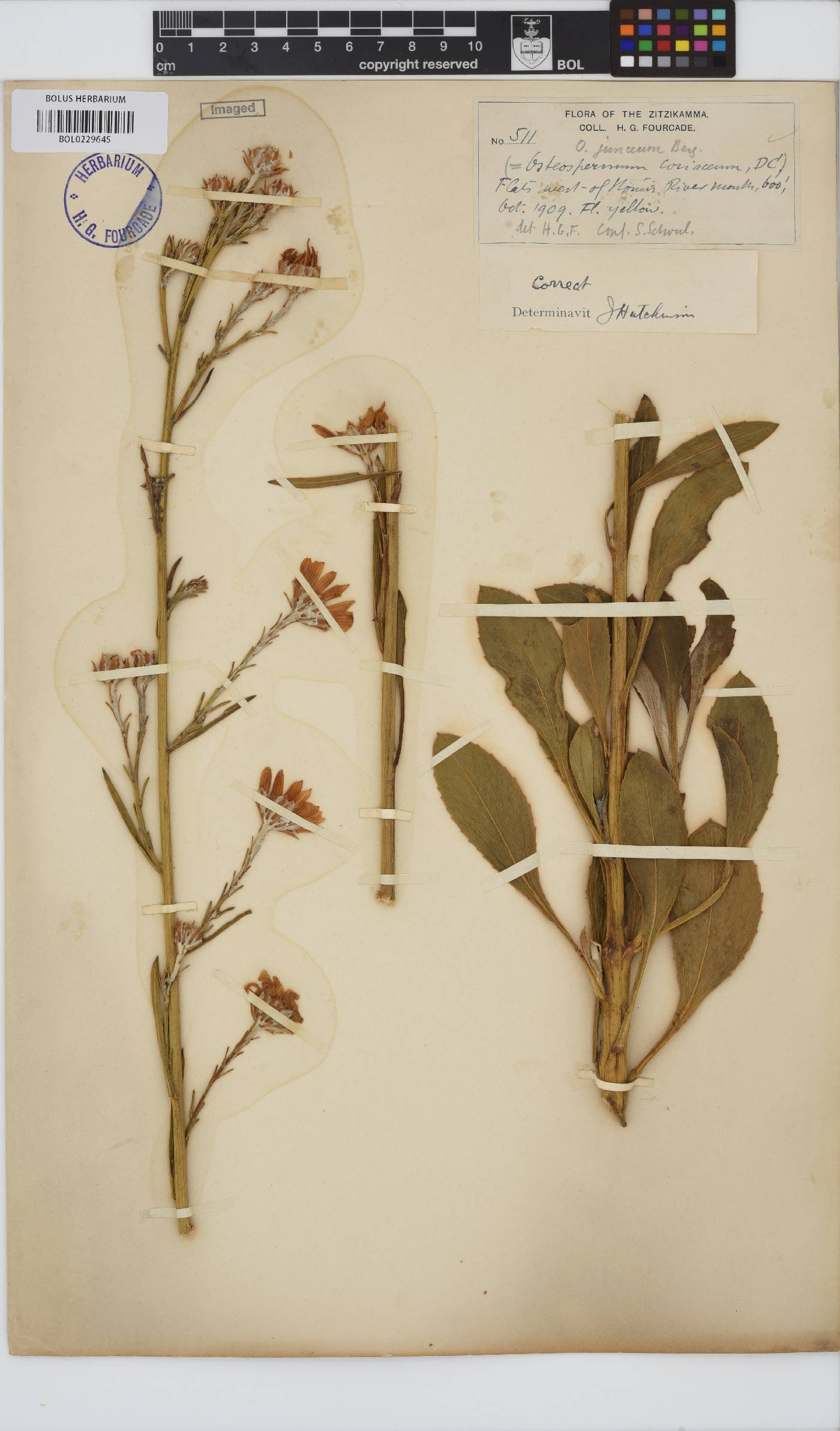 Osteospermum junceum image