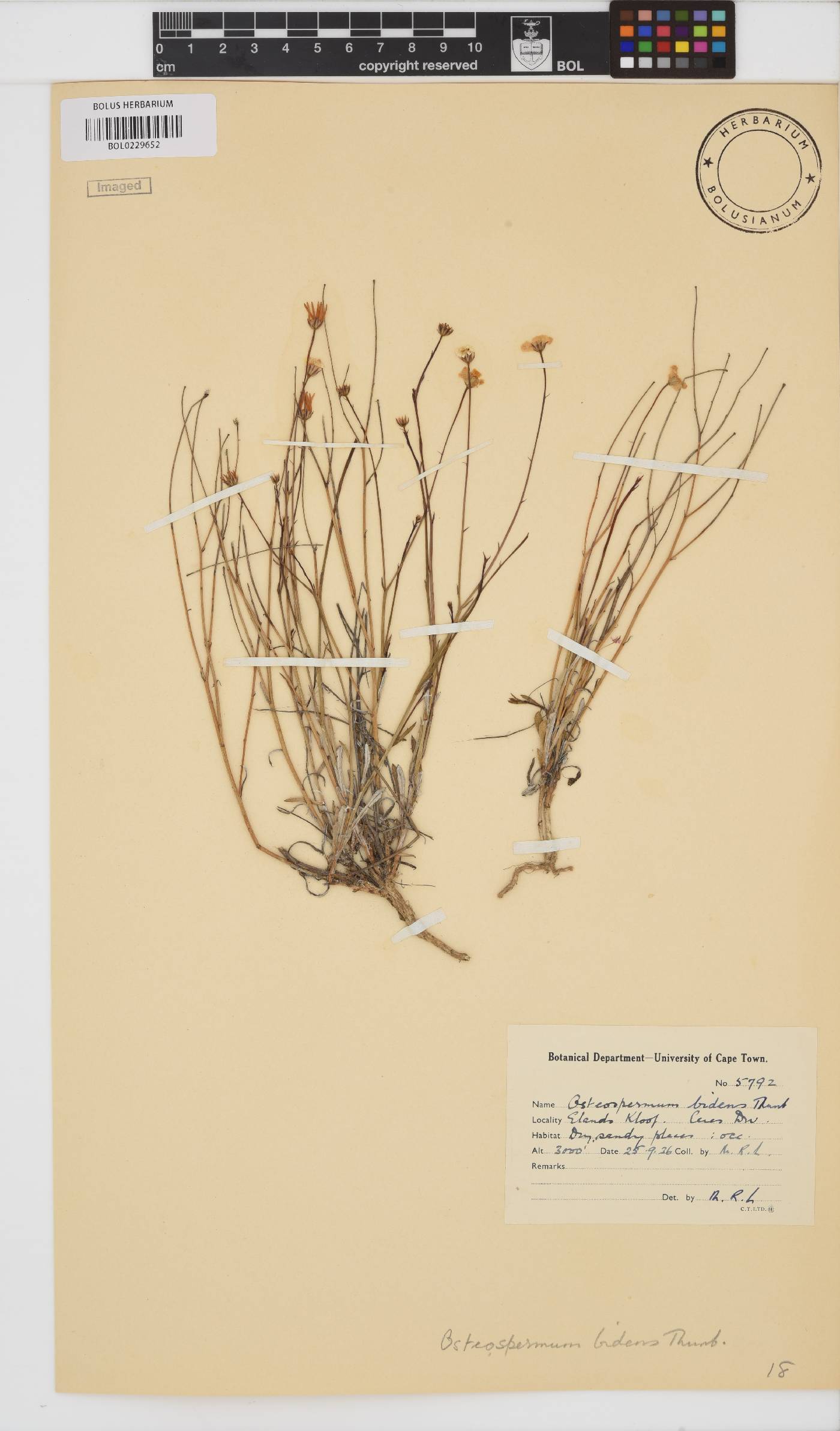 Osteospermum bidens image