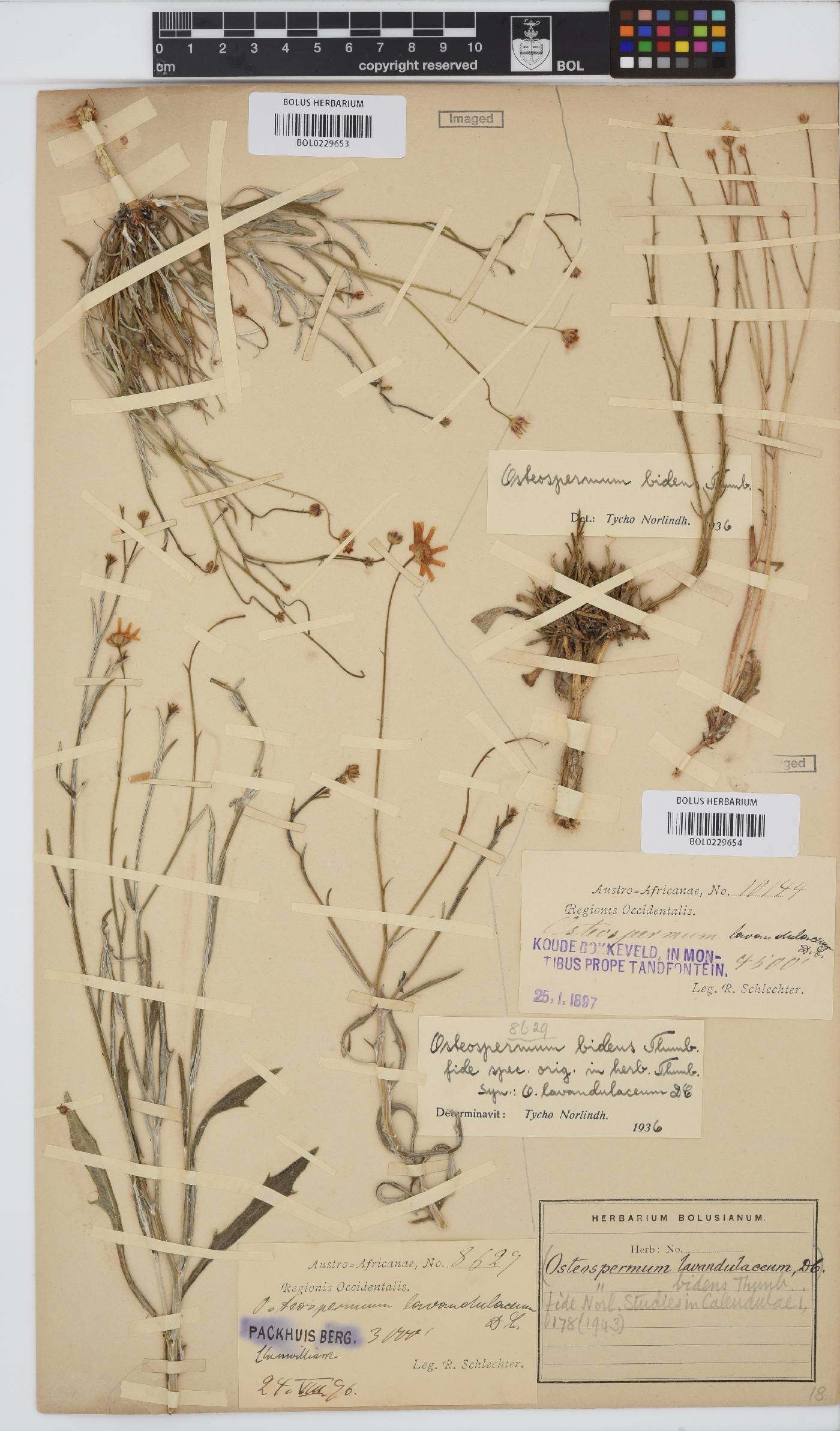 Osteospermum bidens image