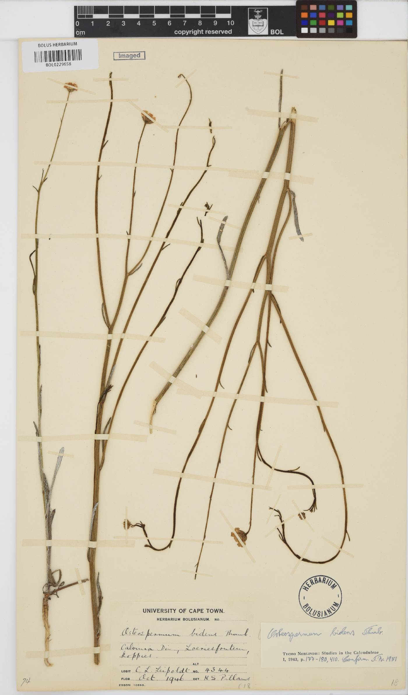 Osteospermum bidens image