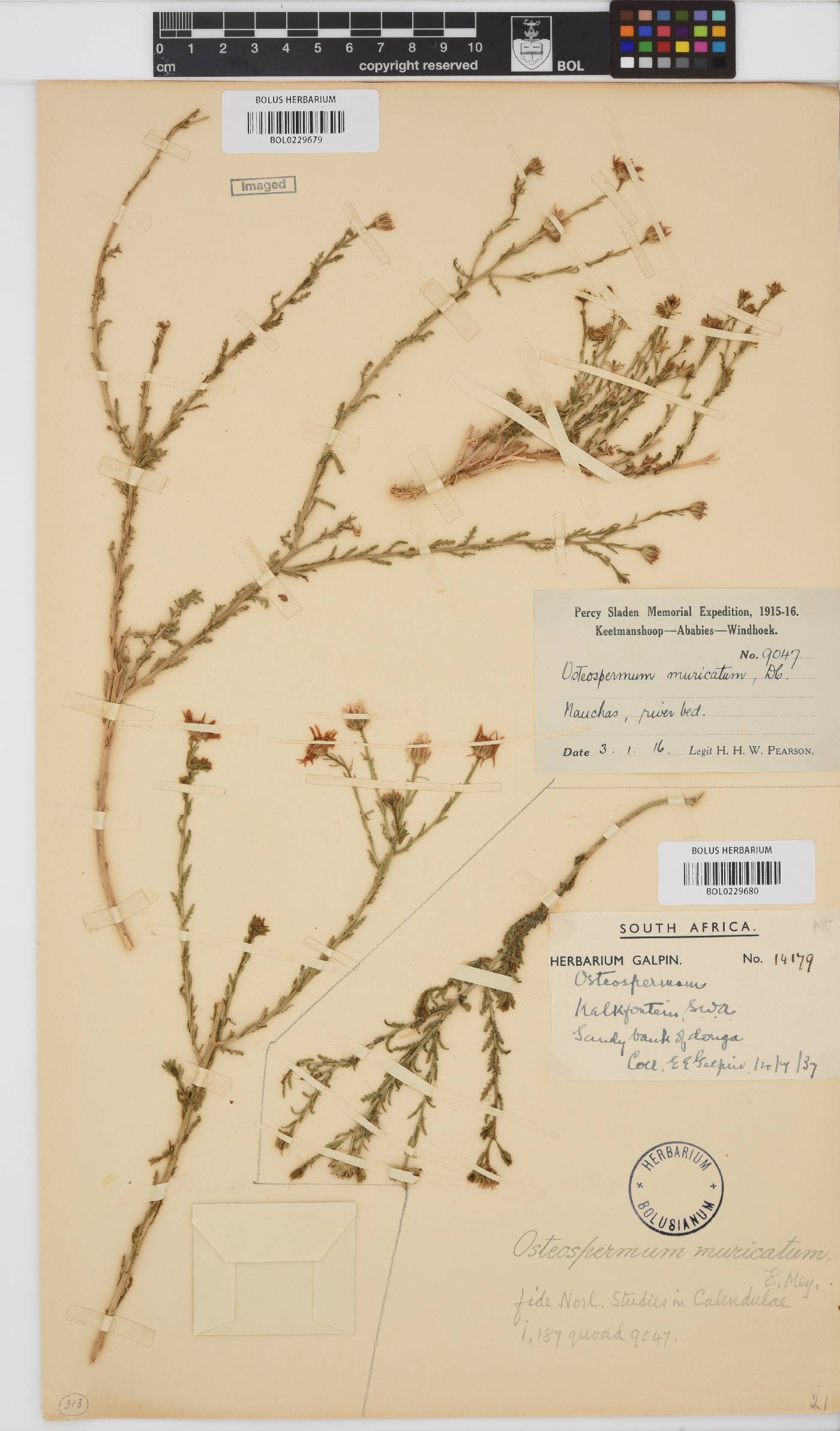 Osteospermum muricatum image