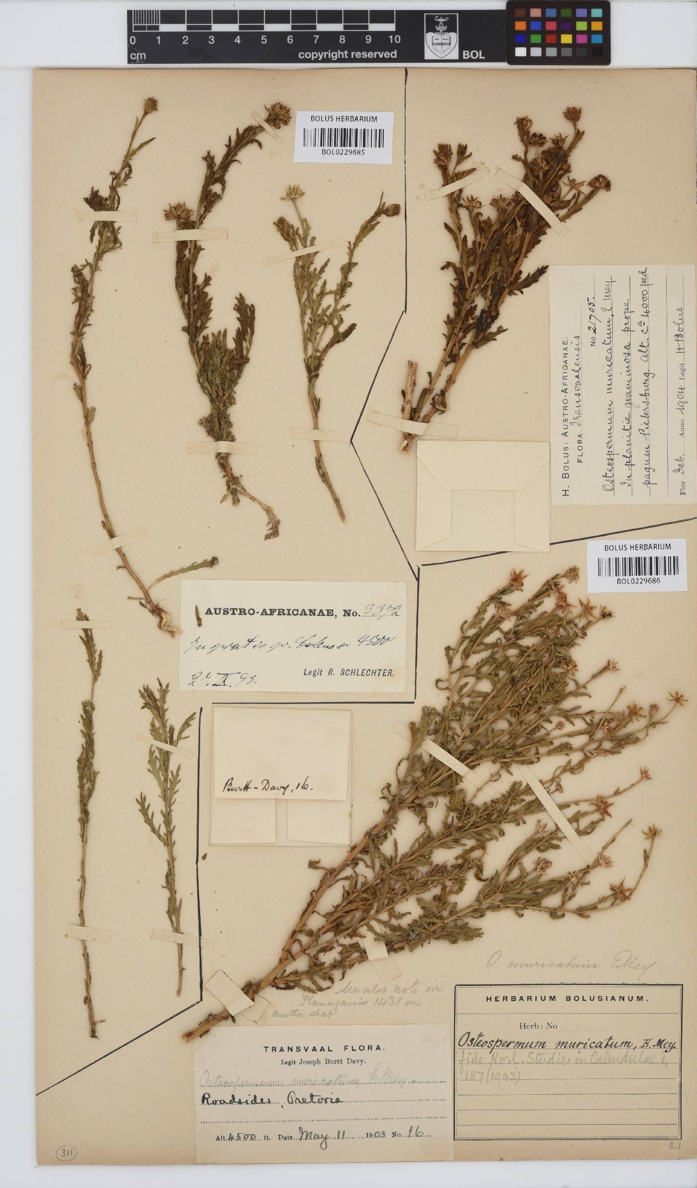 Osteospermum muricatum subsp. muricatum image