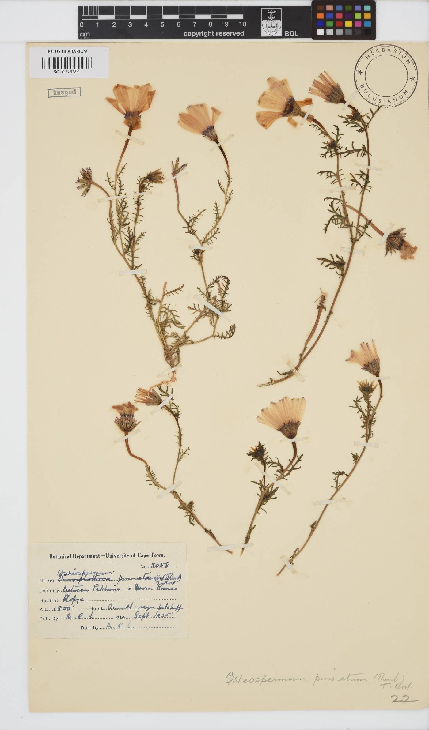 Dimorphotheca pinnata image