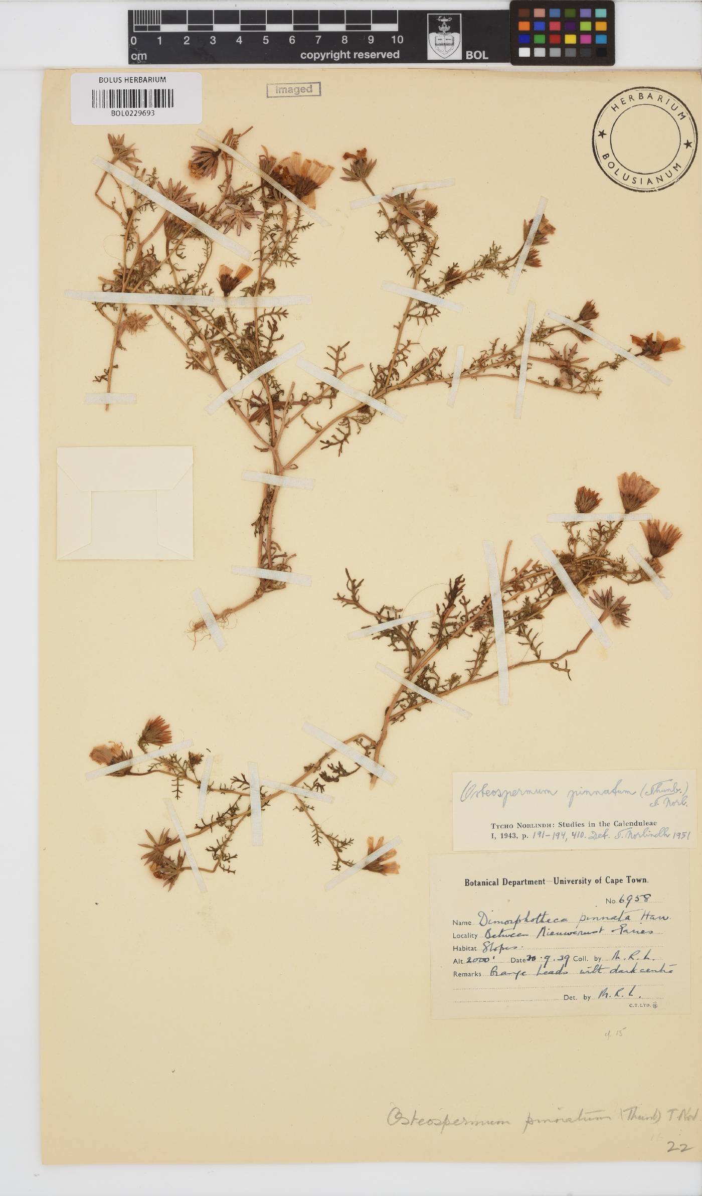 Dimorphotheca pinnata image