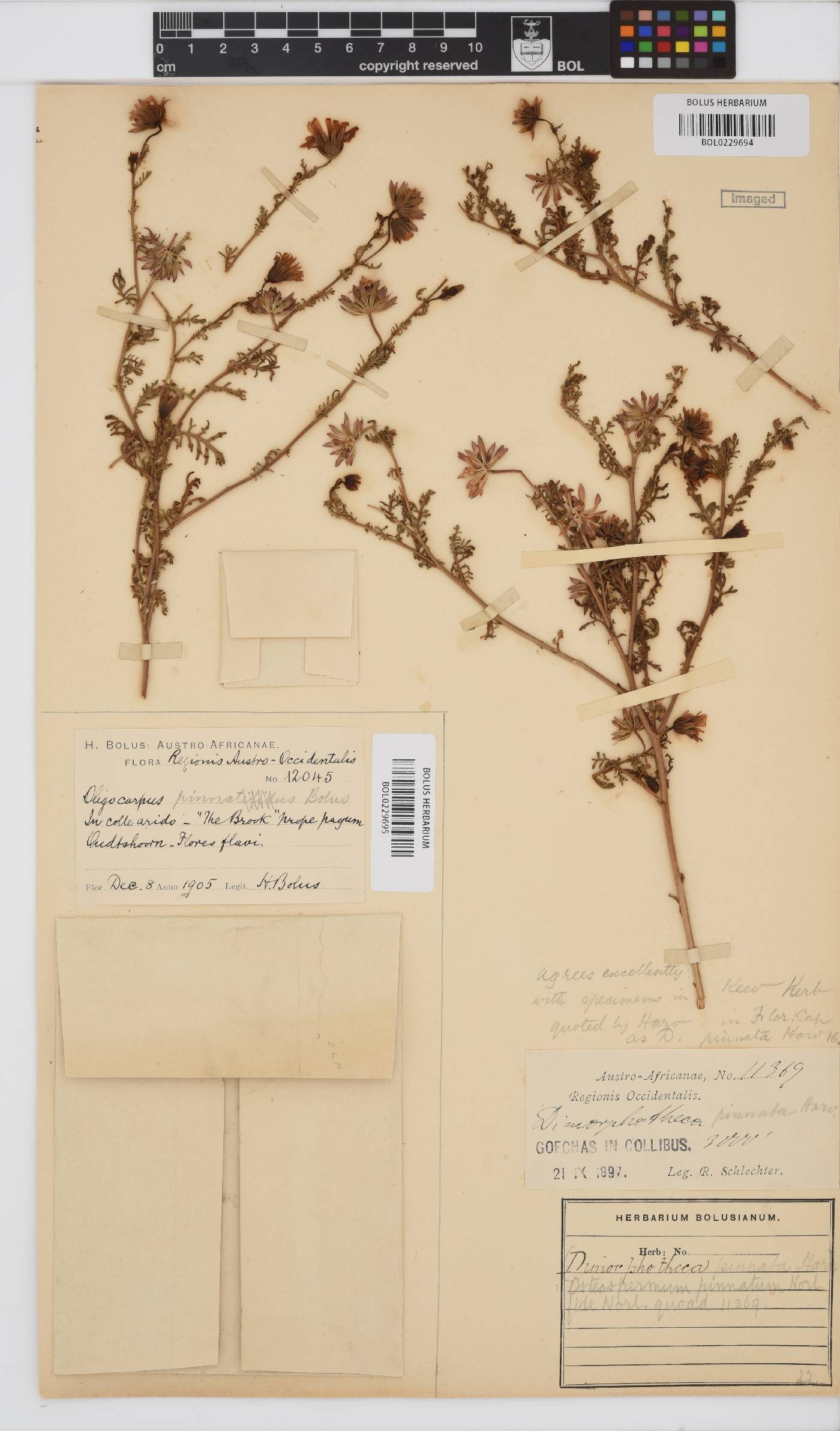 Dimorphotheca pinnata image