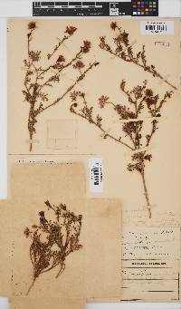 Dimorphotheca pinnata image