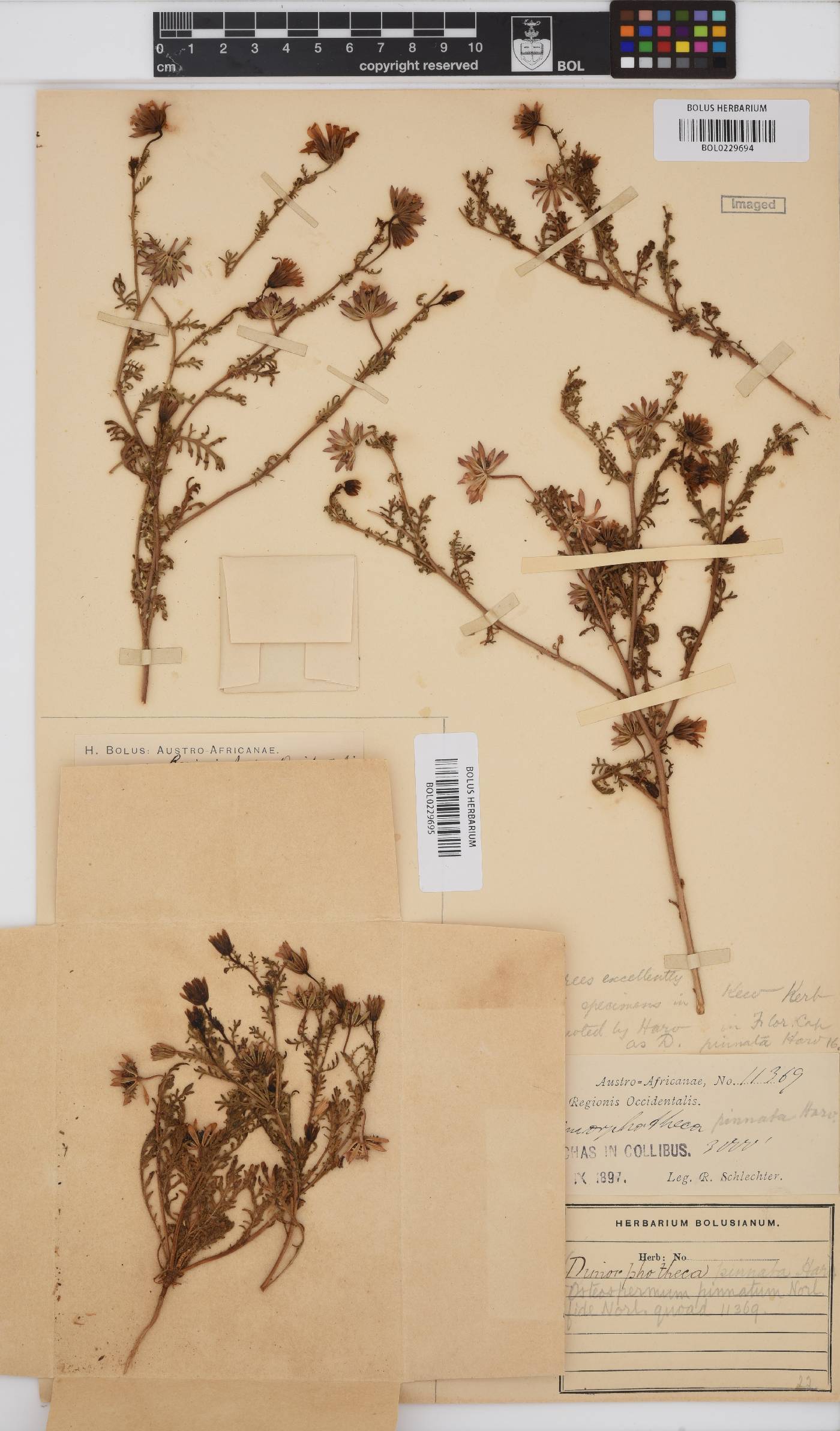 Dimorphotheca pinnata image