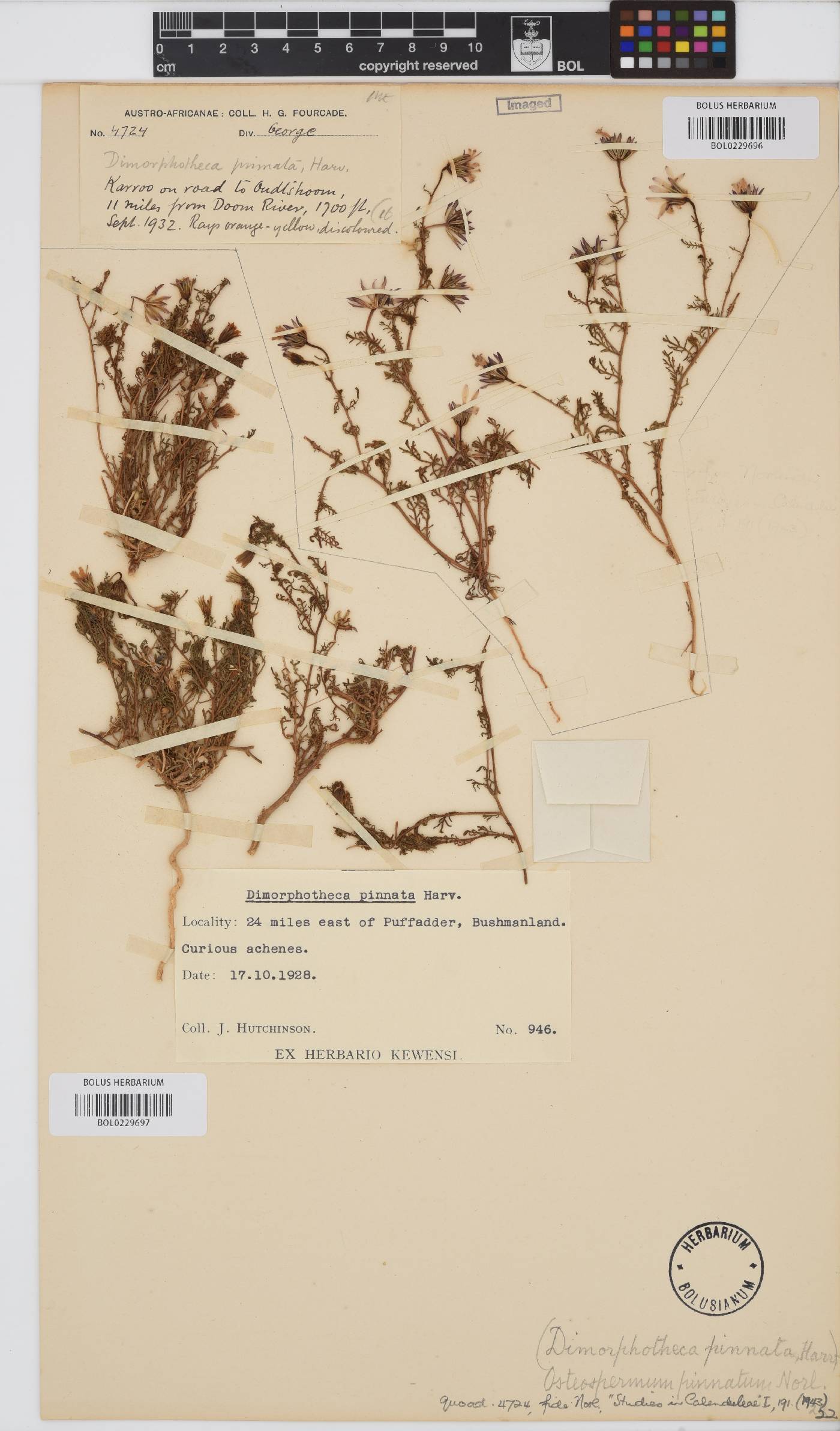Dimorphotheca pinnata image