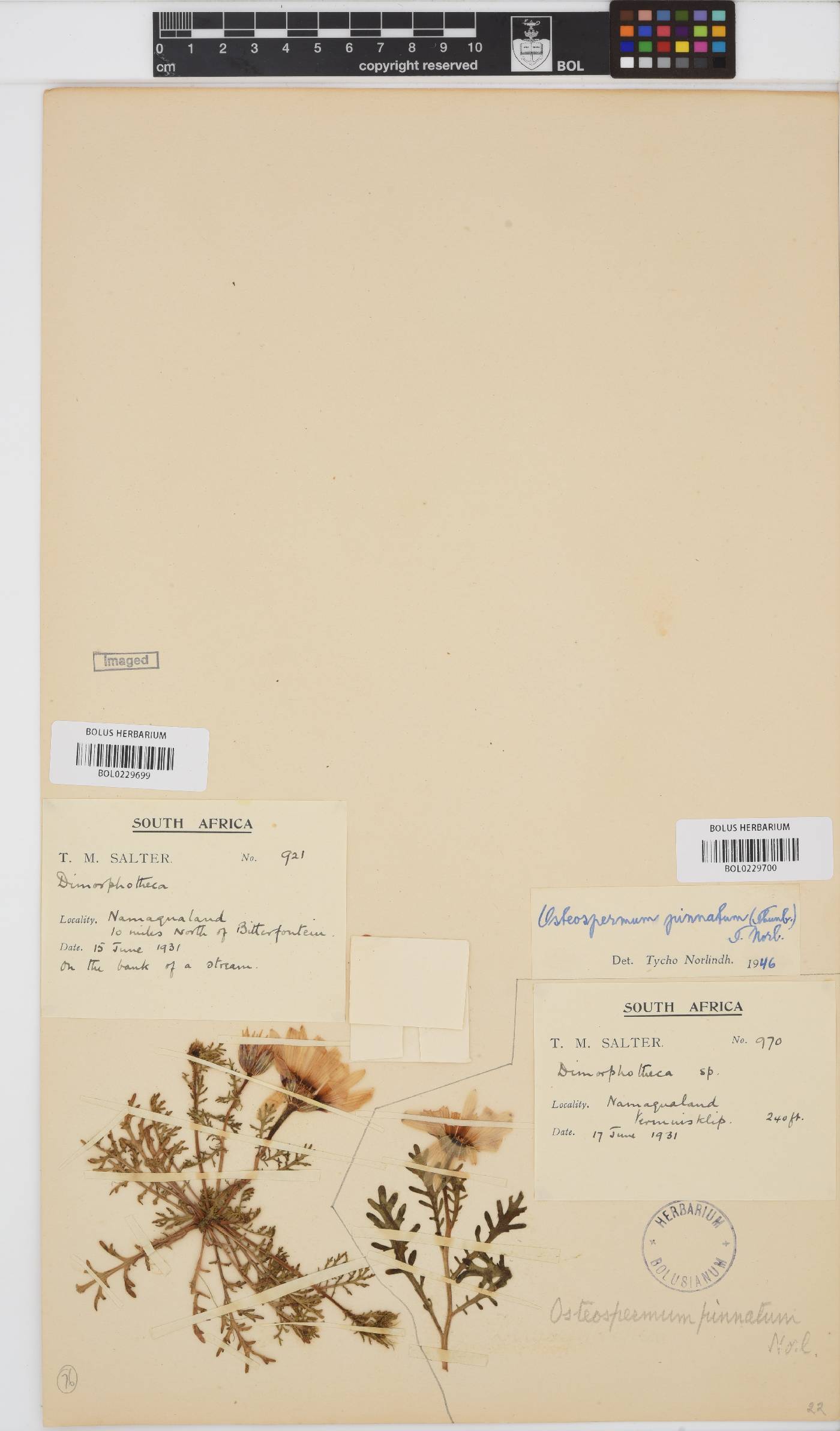 Dimorphotheca image