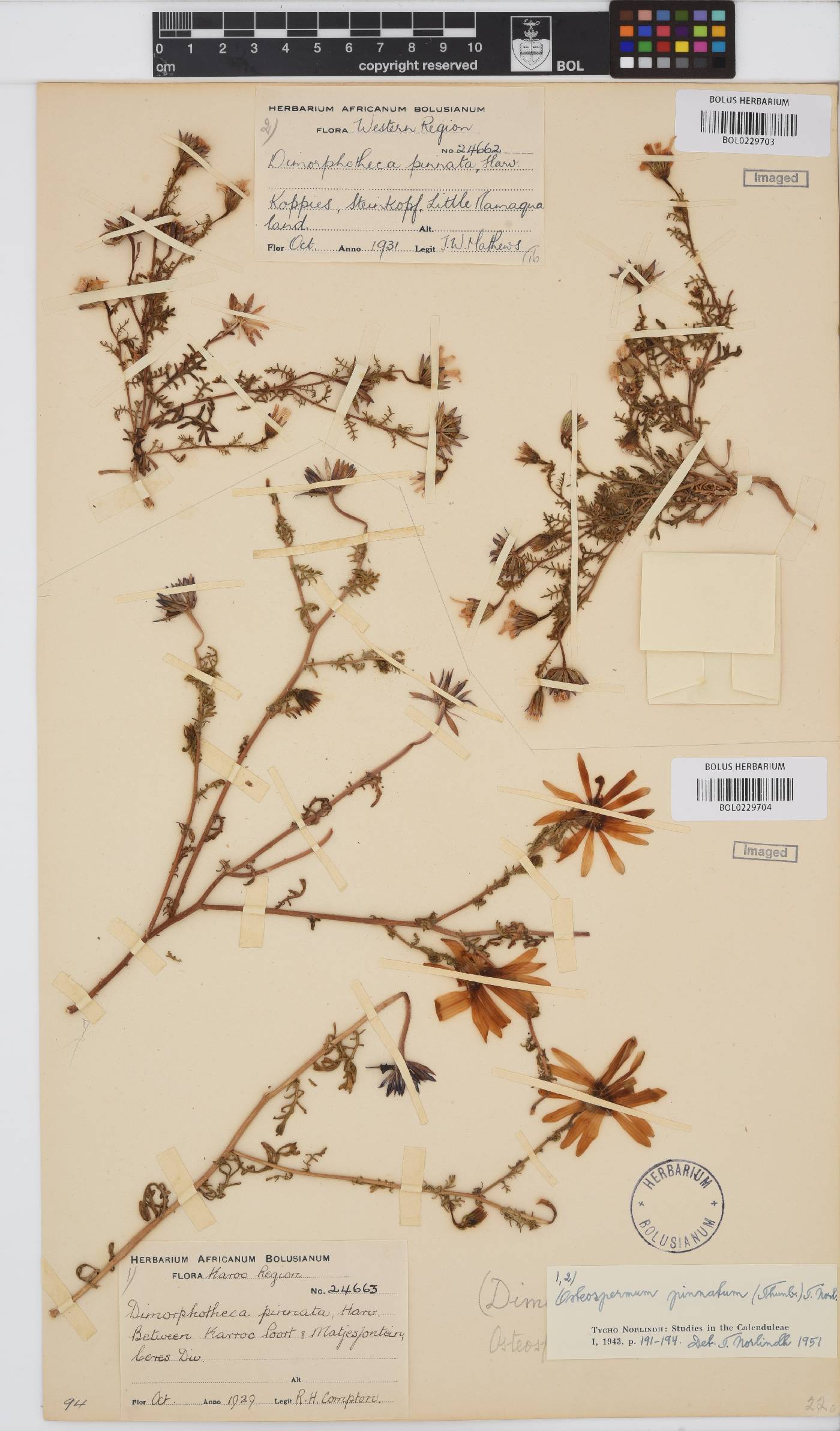 Dimorphotheca pinnata image