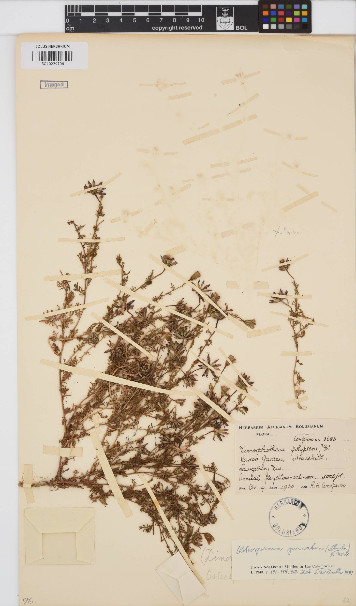 Dimorphotheca pinnata image