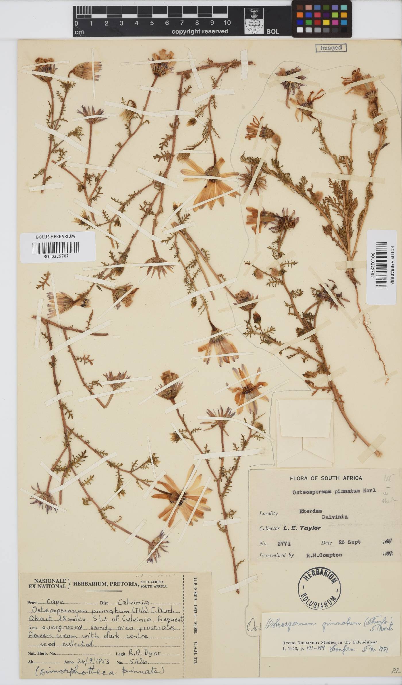 Dimorphotheca image