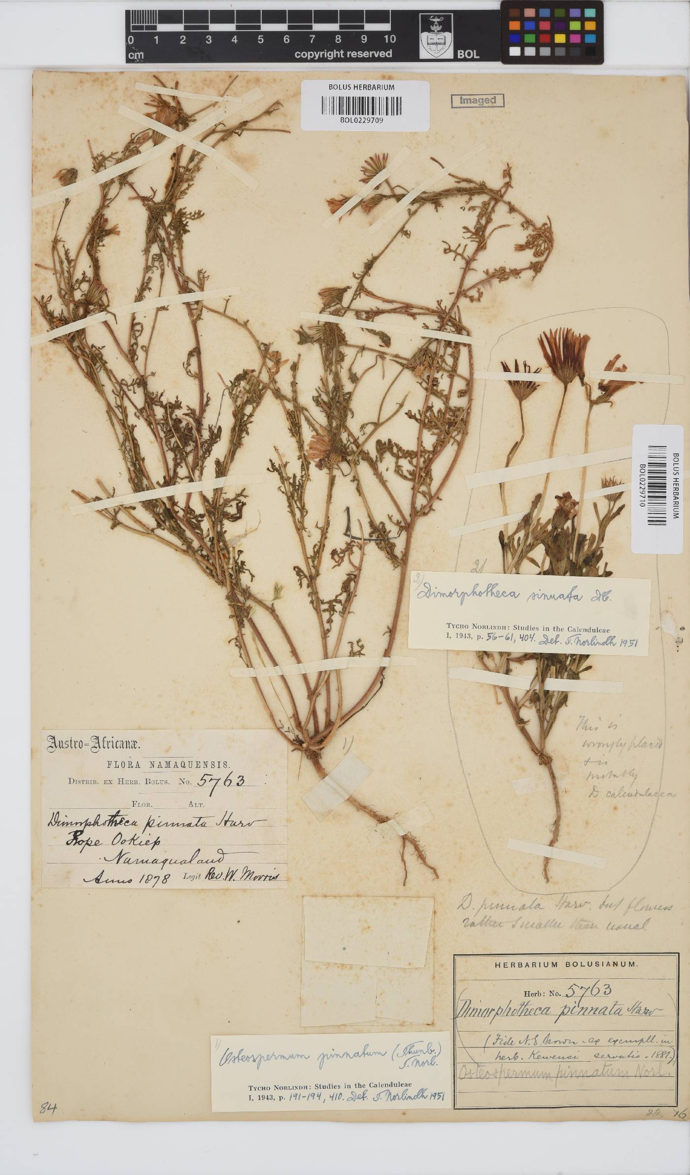 Dimorphotheca pinnata image