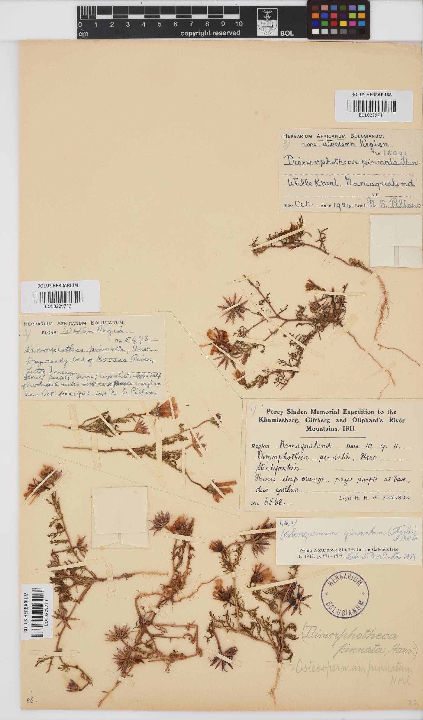 Dimorphotheca pinnata image