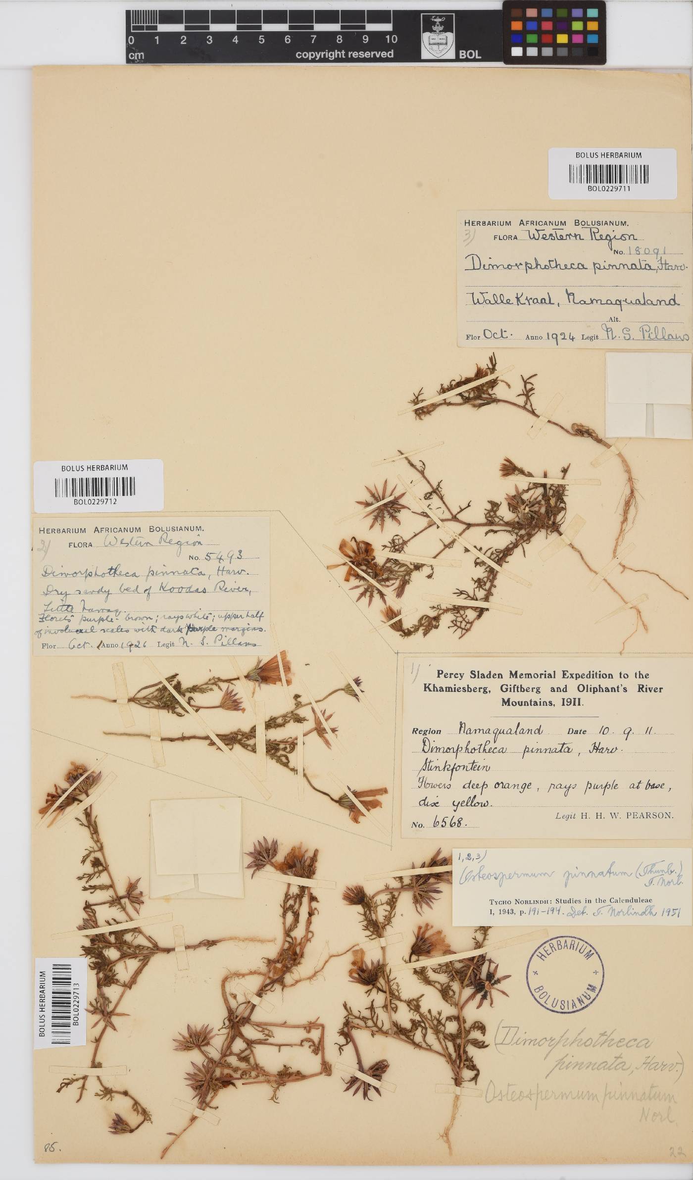 Dimorphotheca pinnata image