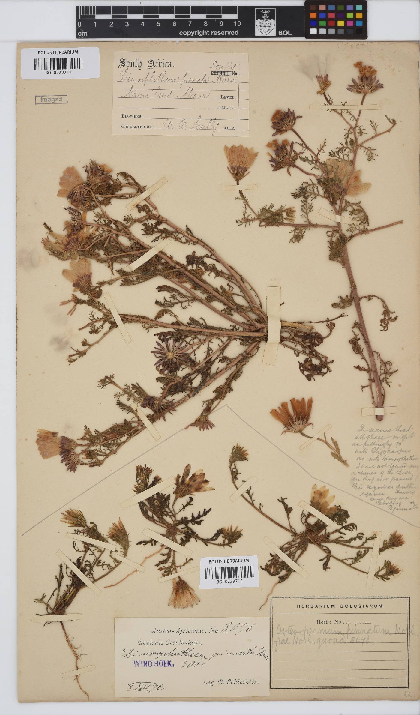 Dimorphotheca pinnata image