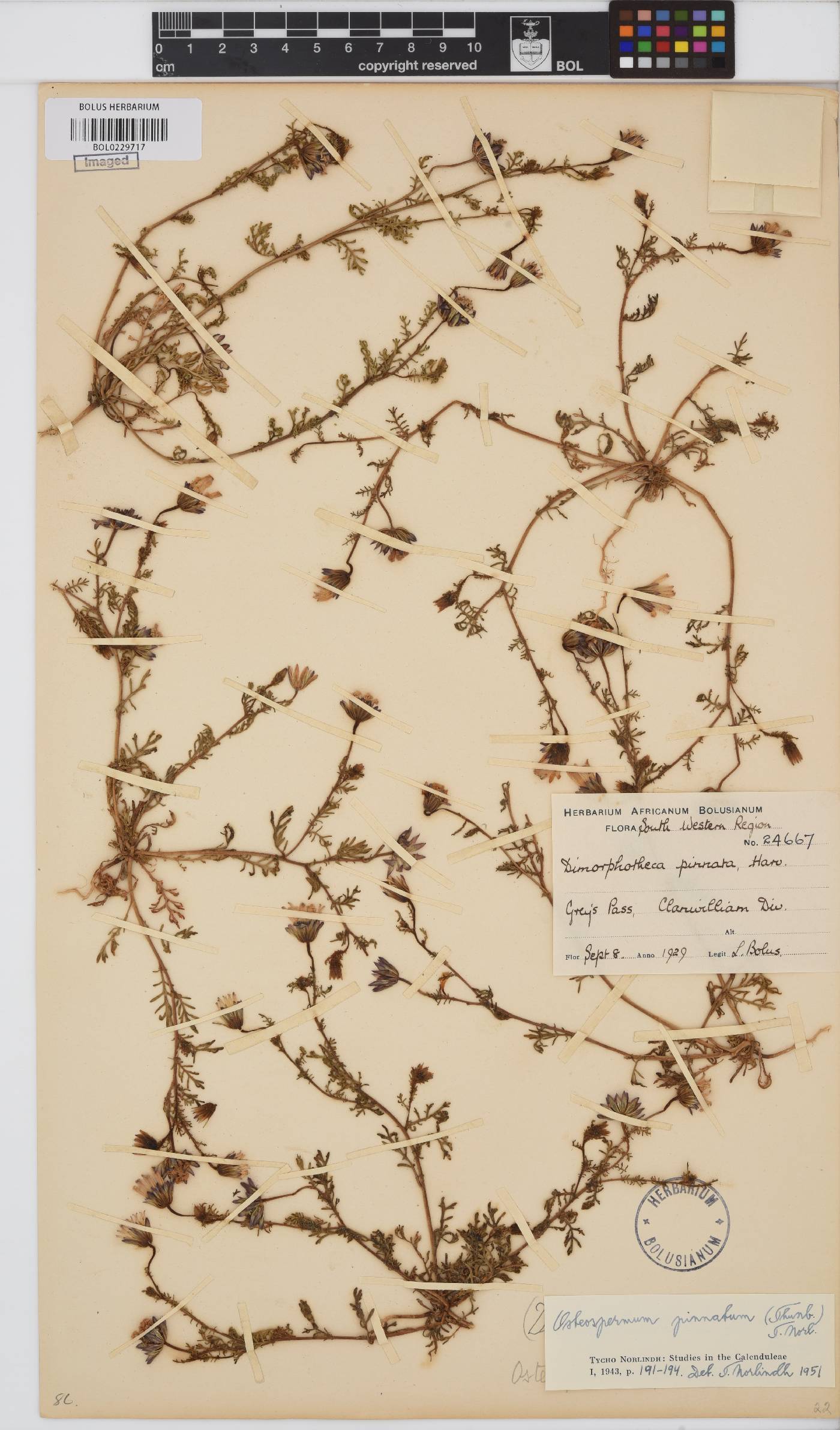 Dimorphotheca pinnata image