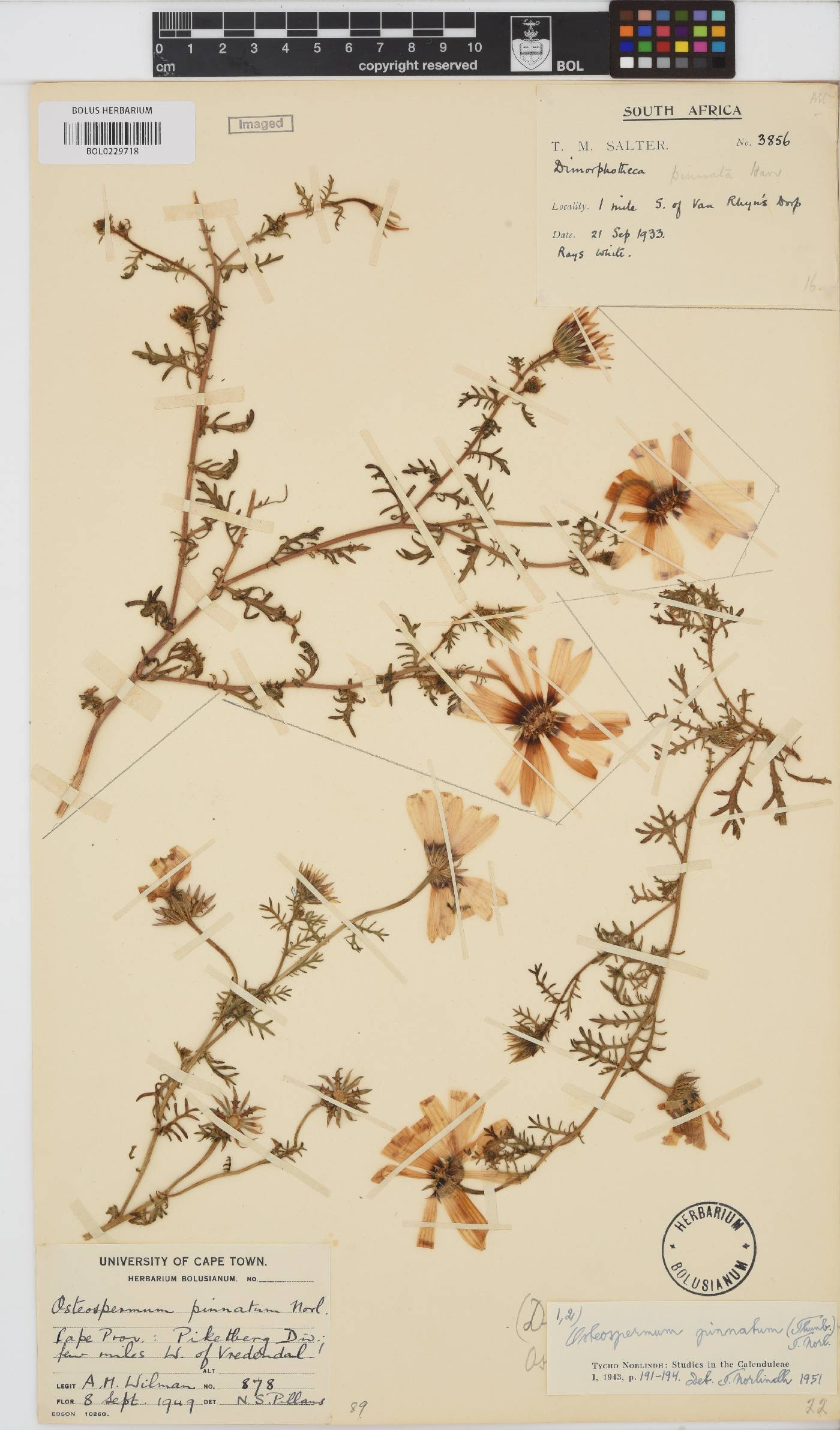 Dimorphotheca pinnata image