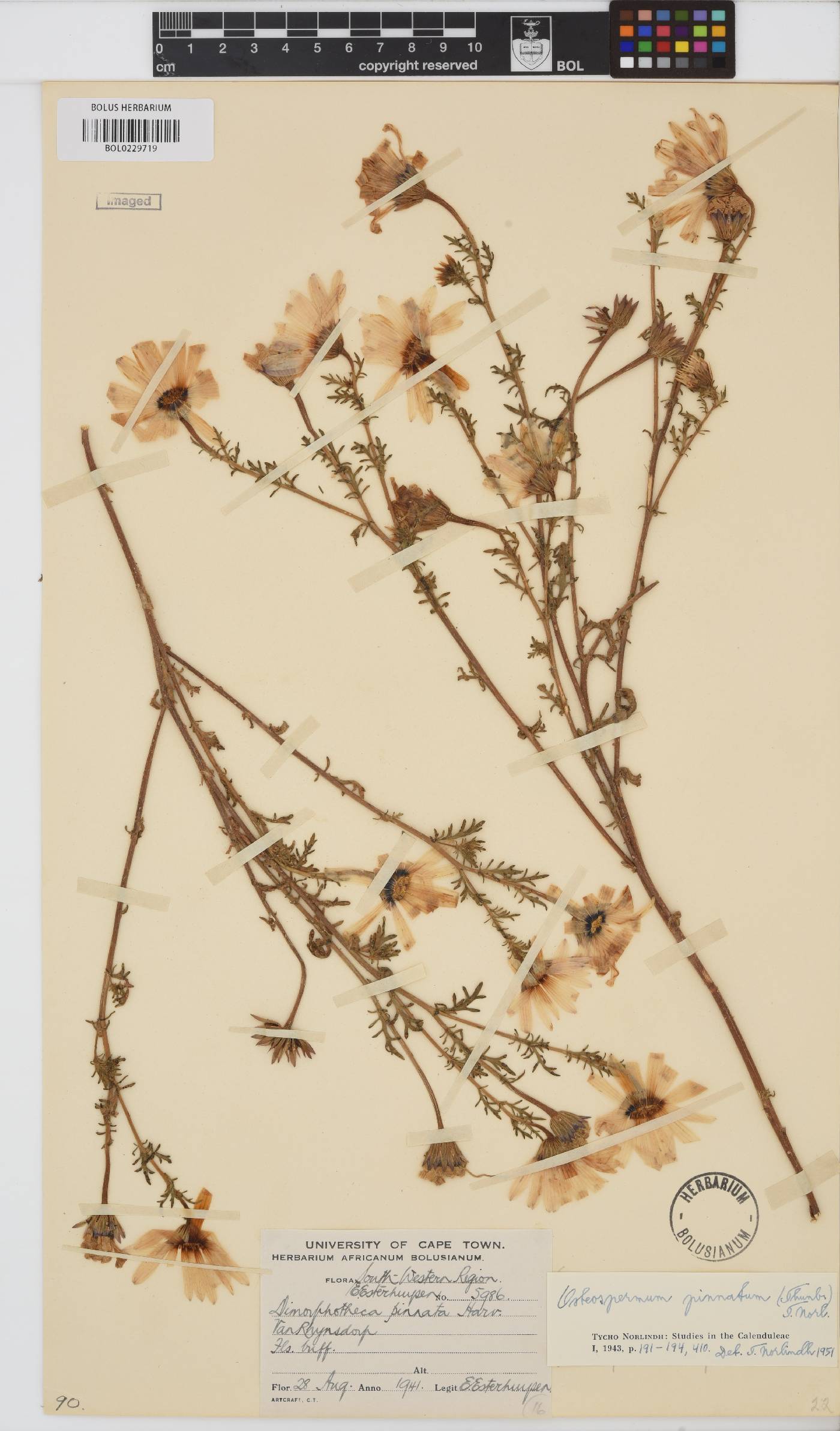 Dimorphotheca pinnata image