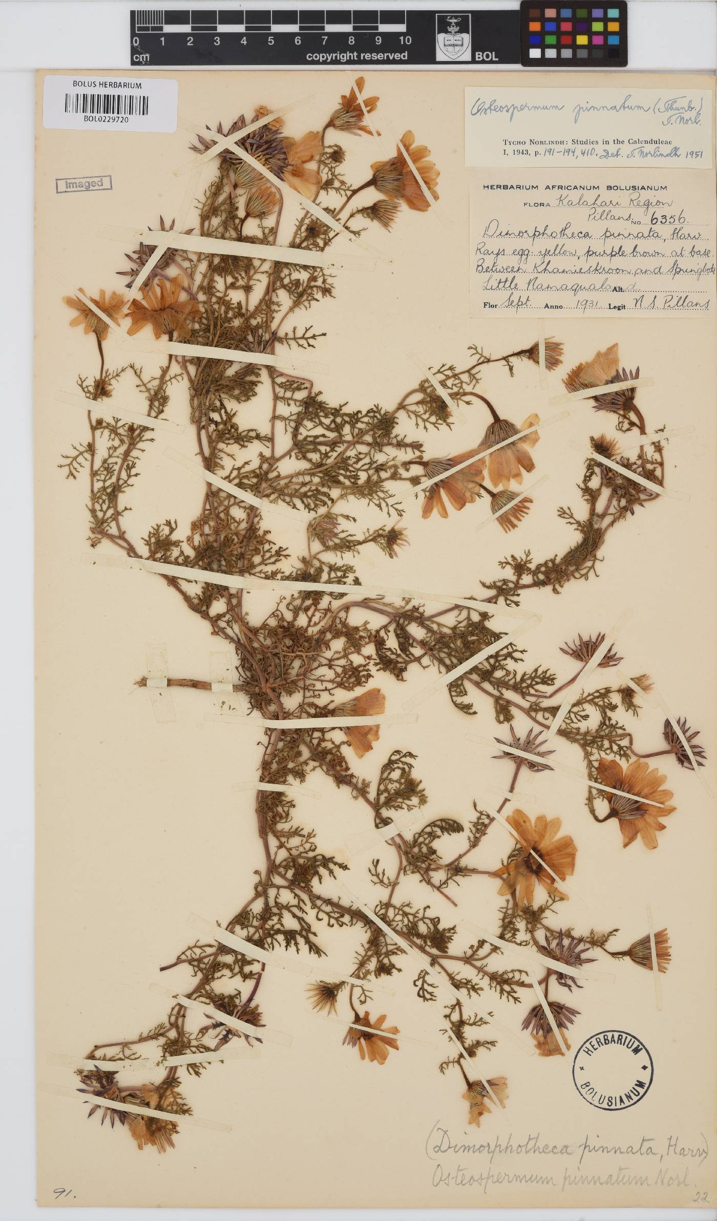 Dimorphotheca pinnata image