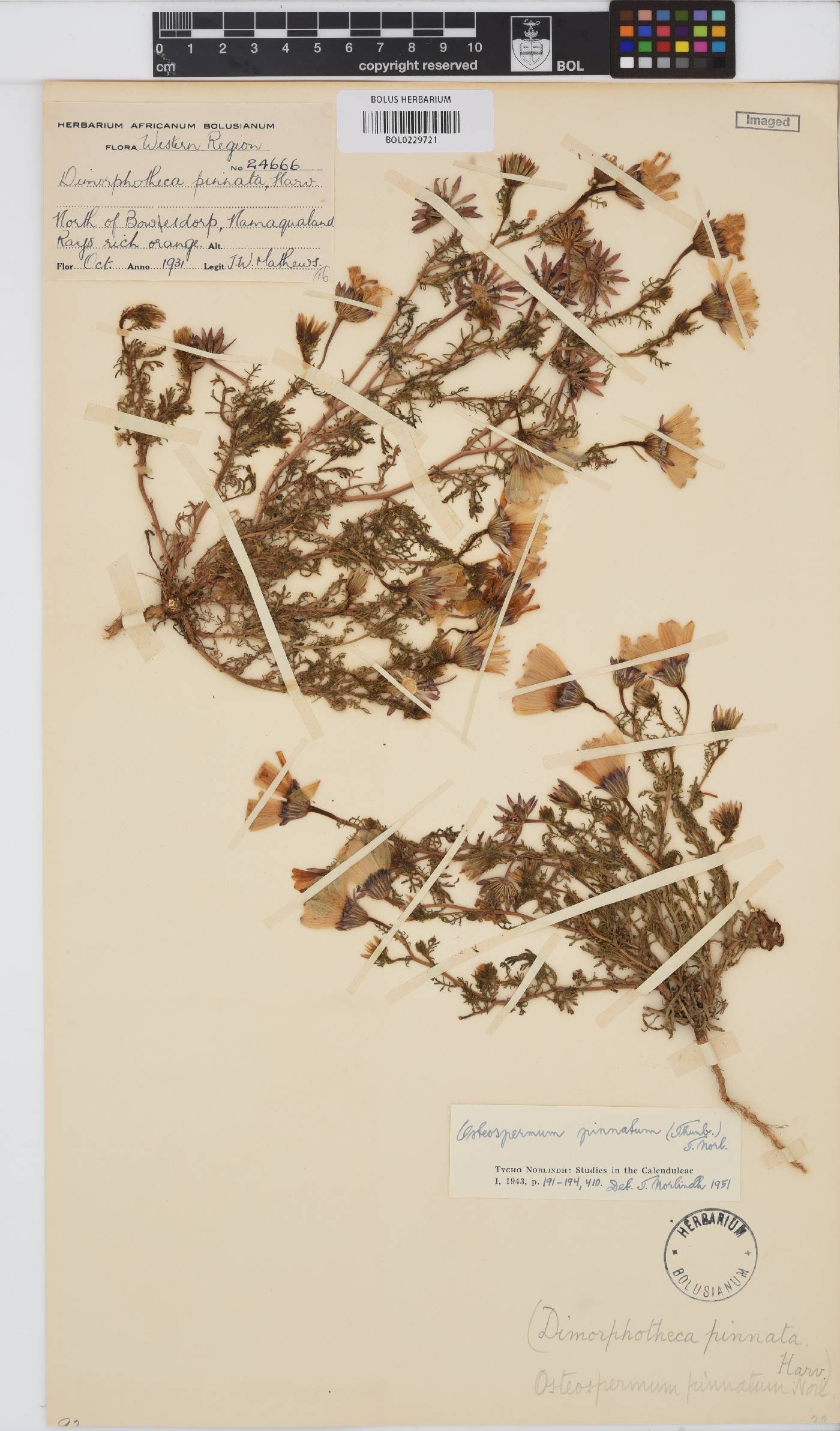 Dimorphotheca pinnata image