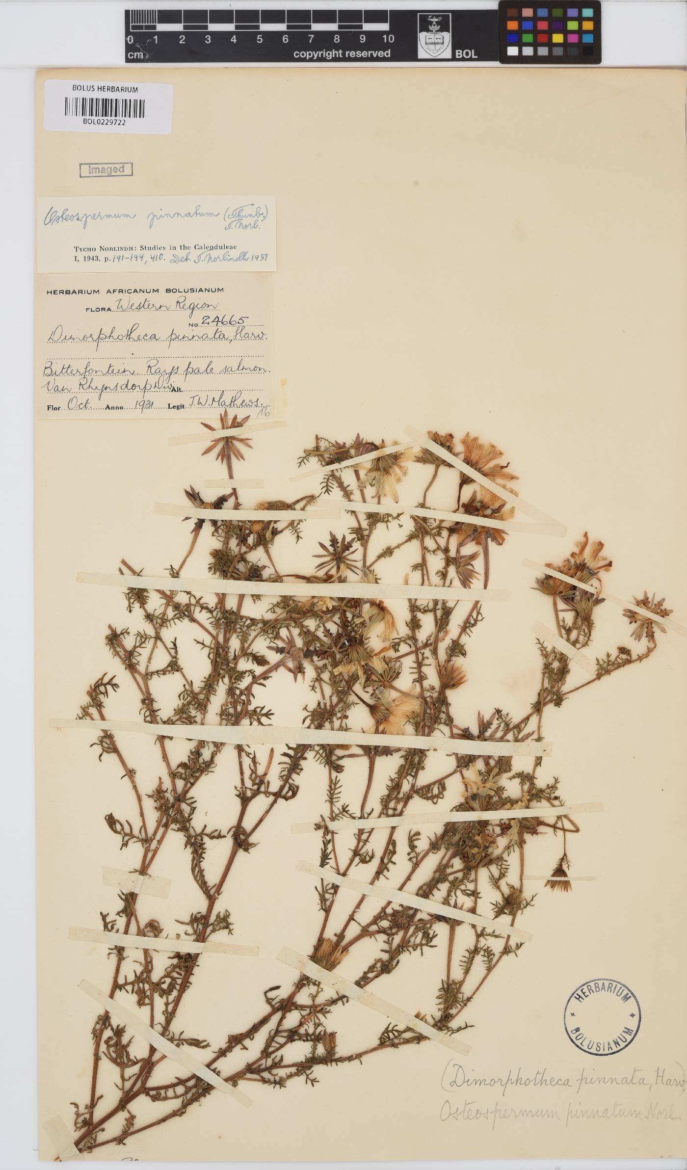 Dimorphotheca pinnata image