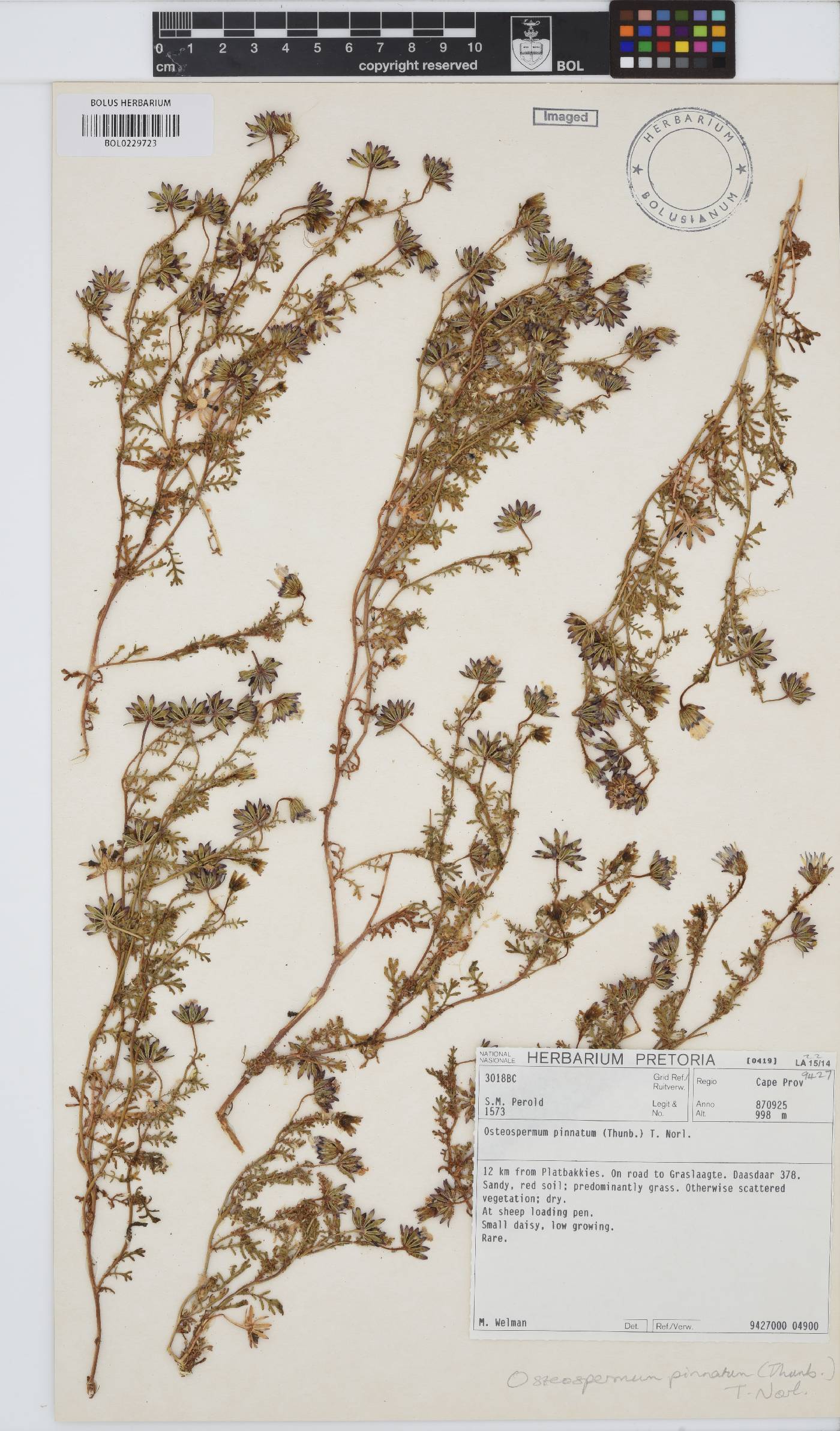 Dimorphotheca pinnata image